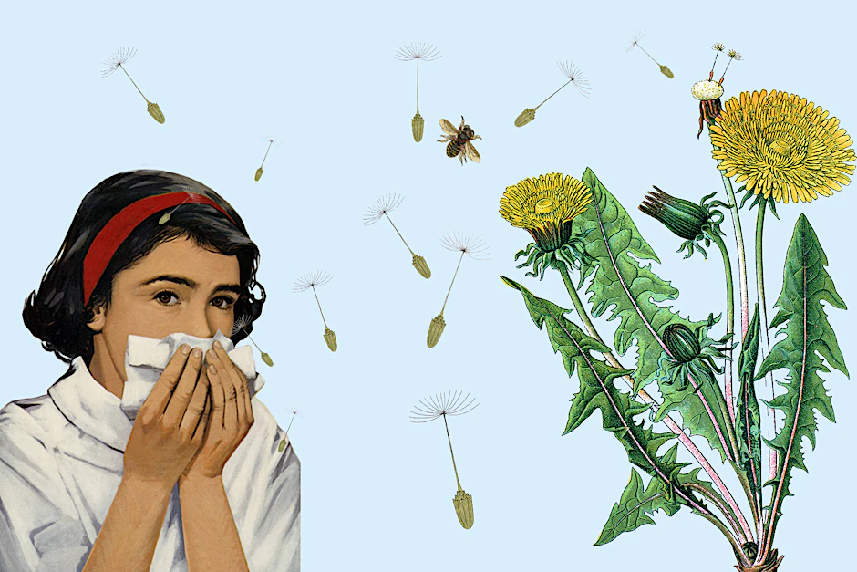 Gesundheit! Menschen mit Pollenallergie leiden meist unter kribbelnder Nase und juckenden Augen.