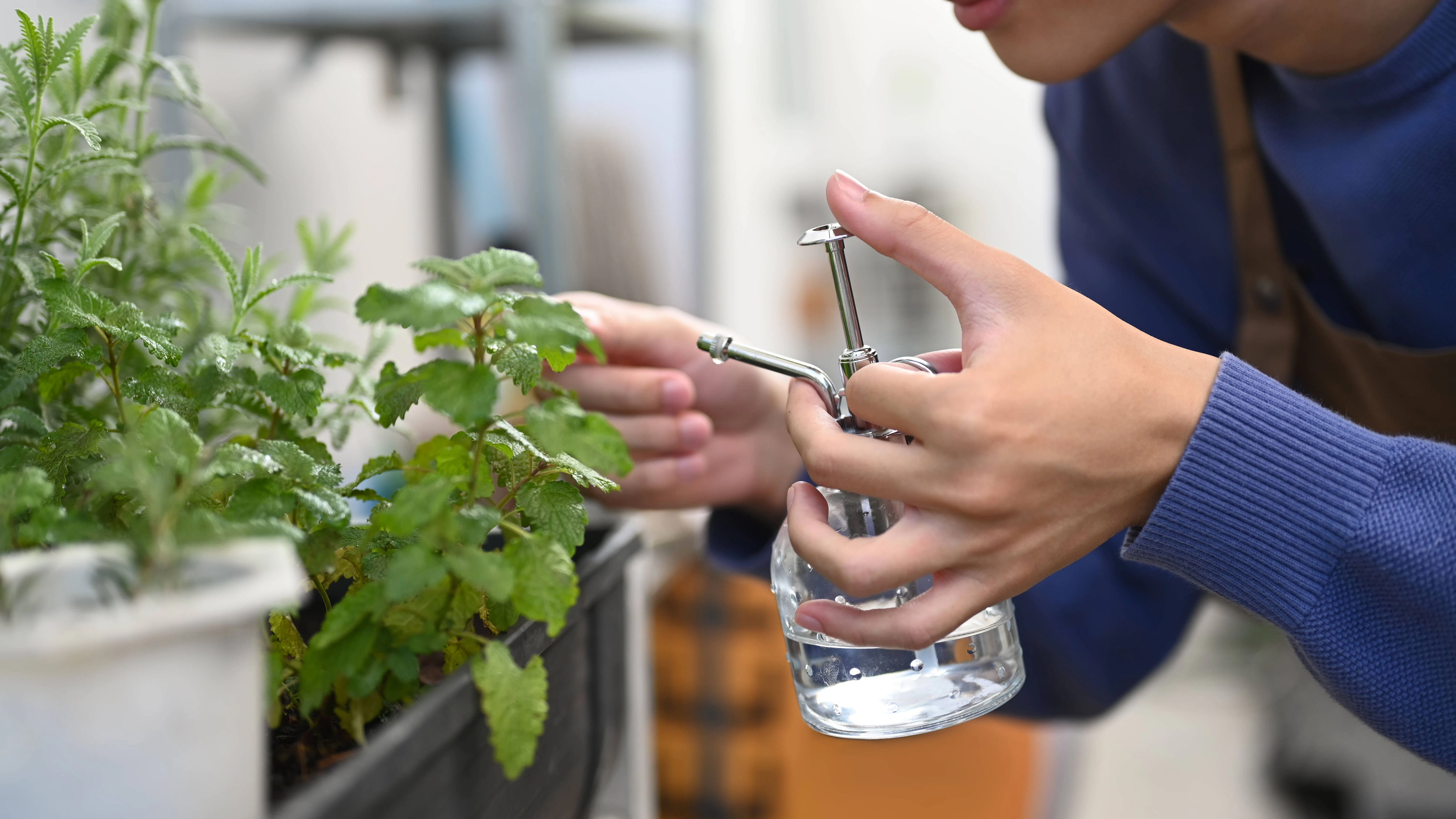 Schimmel im Blumentopf kann man zum Beispiel mit einer Mischung aus Wasser und Backpulver zu Leibe rücken. 