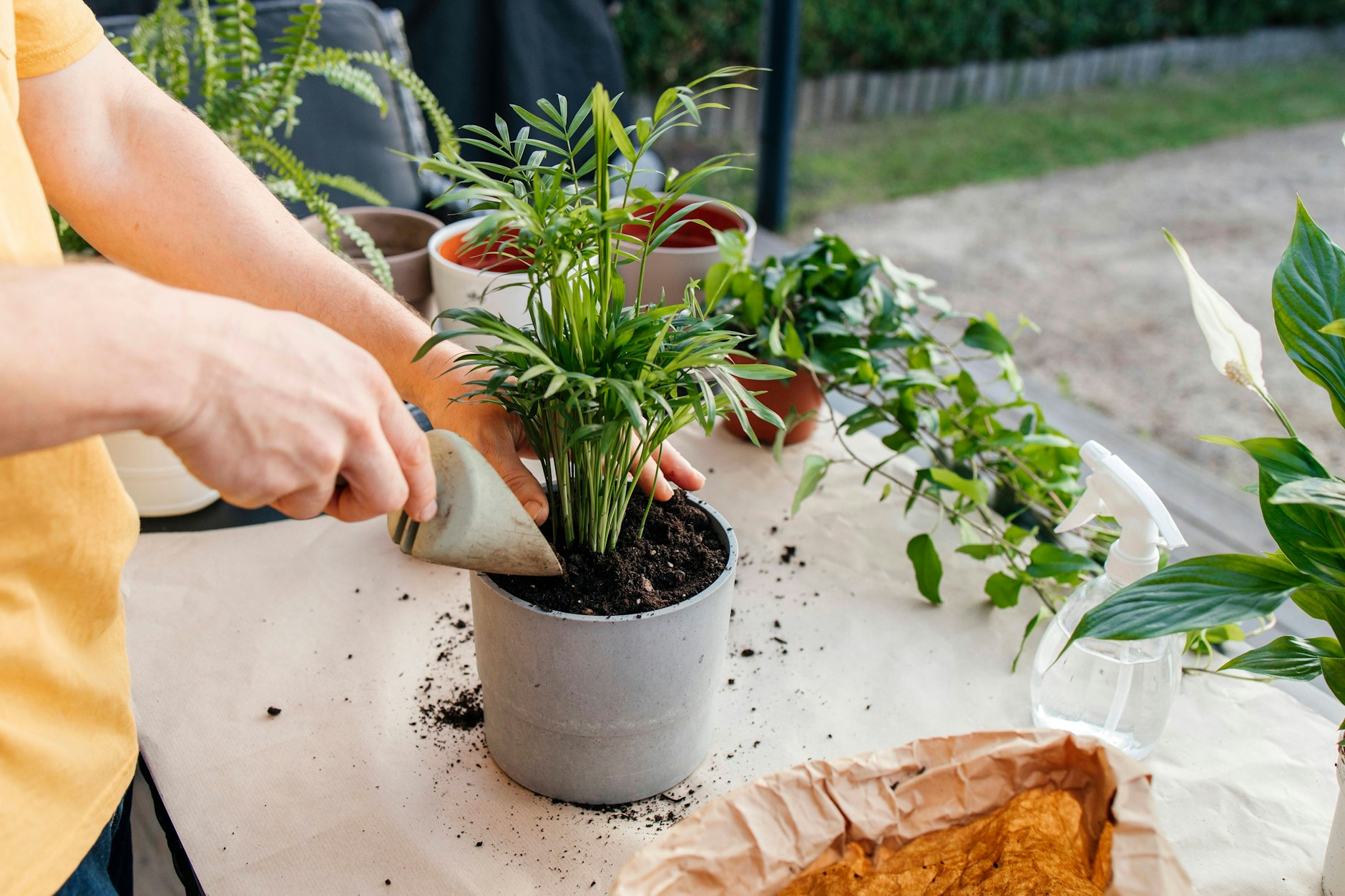 Wer Schimmel im Blumentopf seiner Zimmerpflanze entdeckt, hat vermutlich zu viel gegossen. 