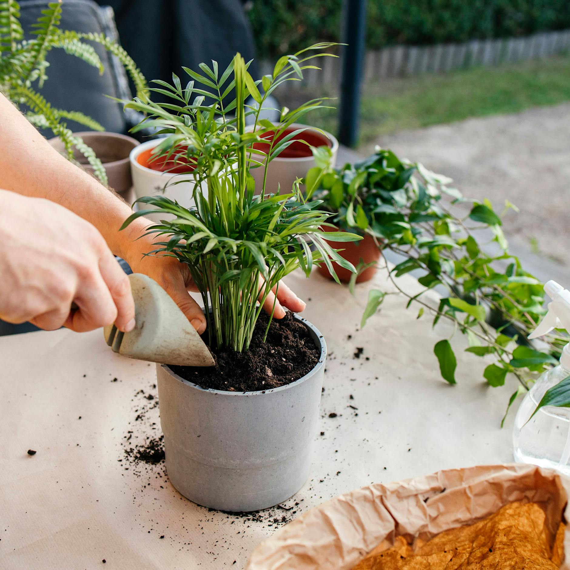 Schimmel im Blumentopf? Zimt-Trick rettet Ihre Pflanze