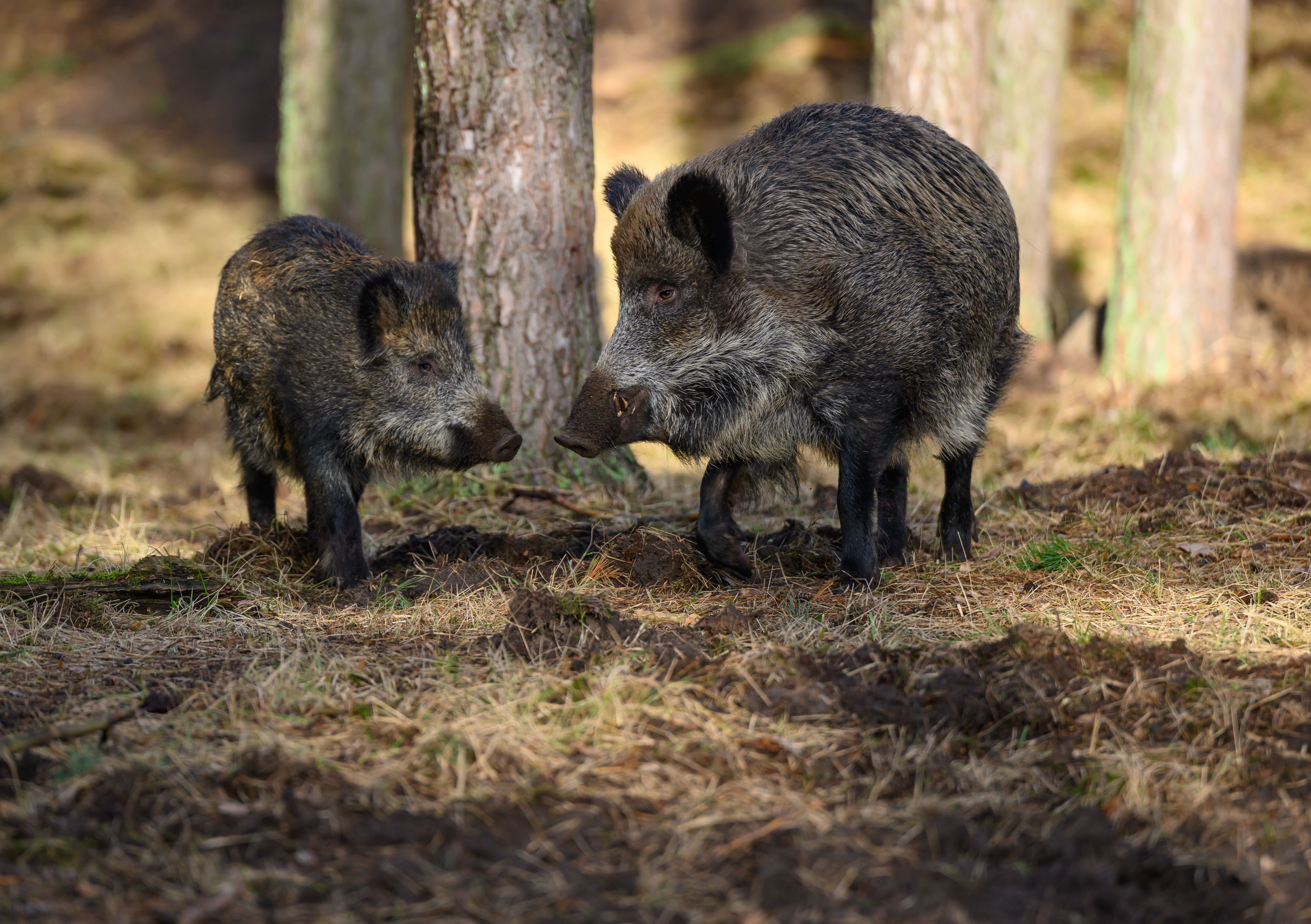 Wildschweine in Reinickendorfer Gärten sorgen für Ärger: Das ist dagegen geplant