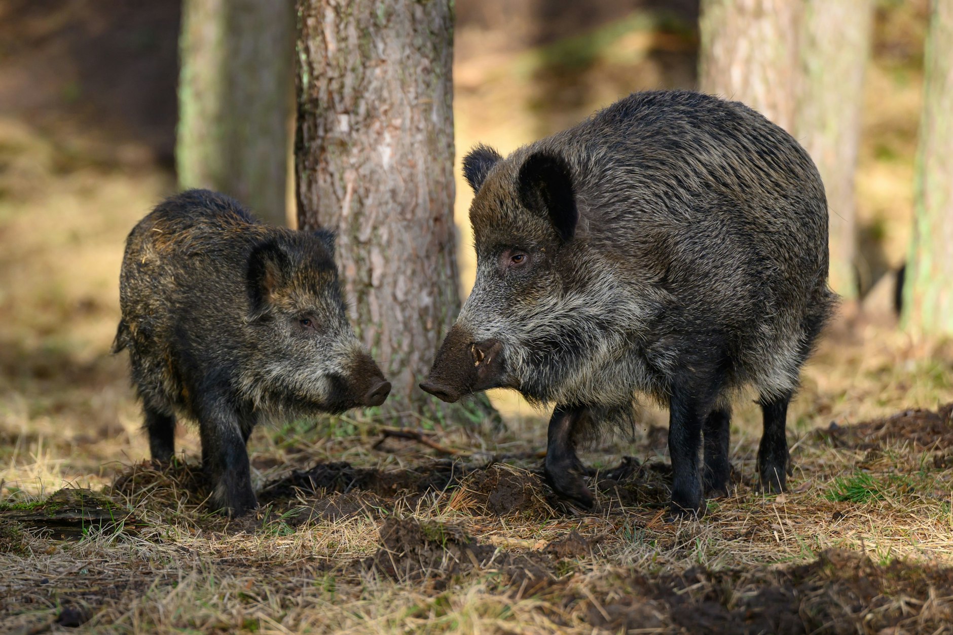 In Reinickendorf sorgen Wildschweine für Unmut bei den Anwohnern. Das soll sich bald ändern.