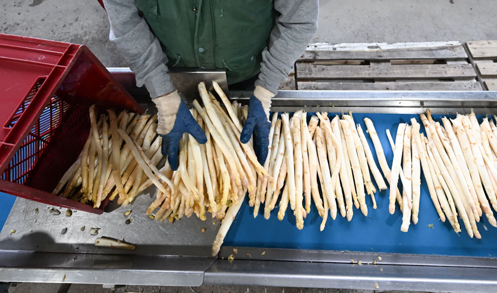 Die ersten Preise sind da! DAS kostet ein Kilo Spargel dieses Jahr