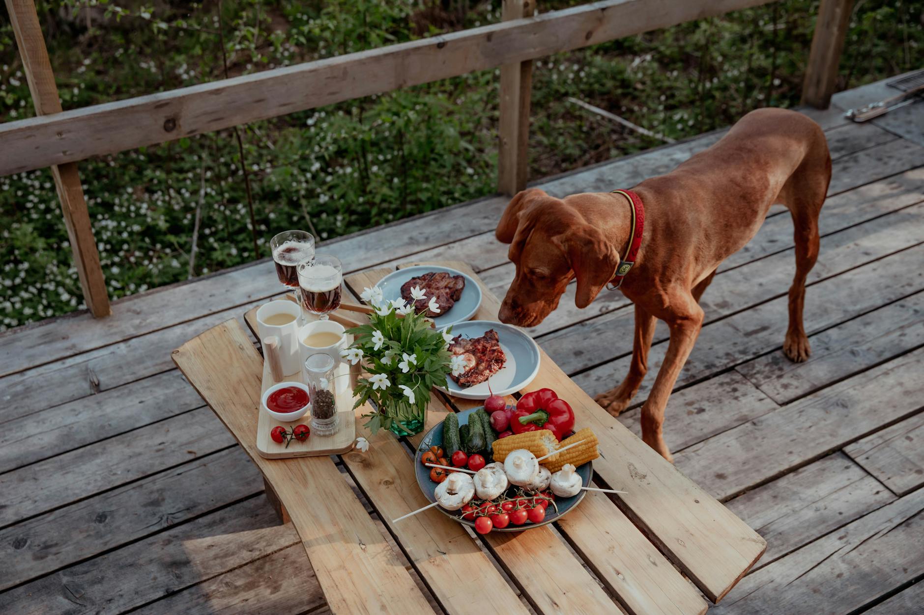 Bevorzugt der Hund veganes Futter vor Fleisch? Laut dem Deutschen Tierschutzbund kann ein erwachsener, gesunder Hund vegetarisch oder sogar vegan ernährt werden.
