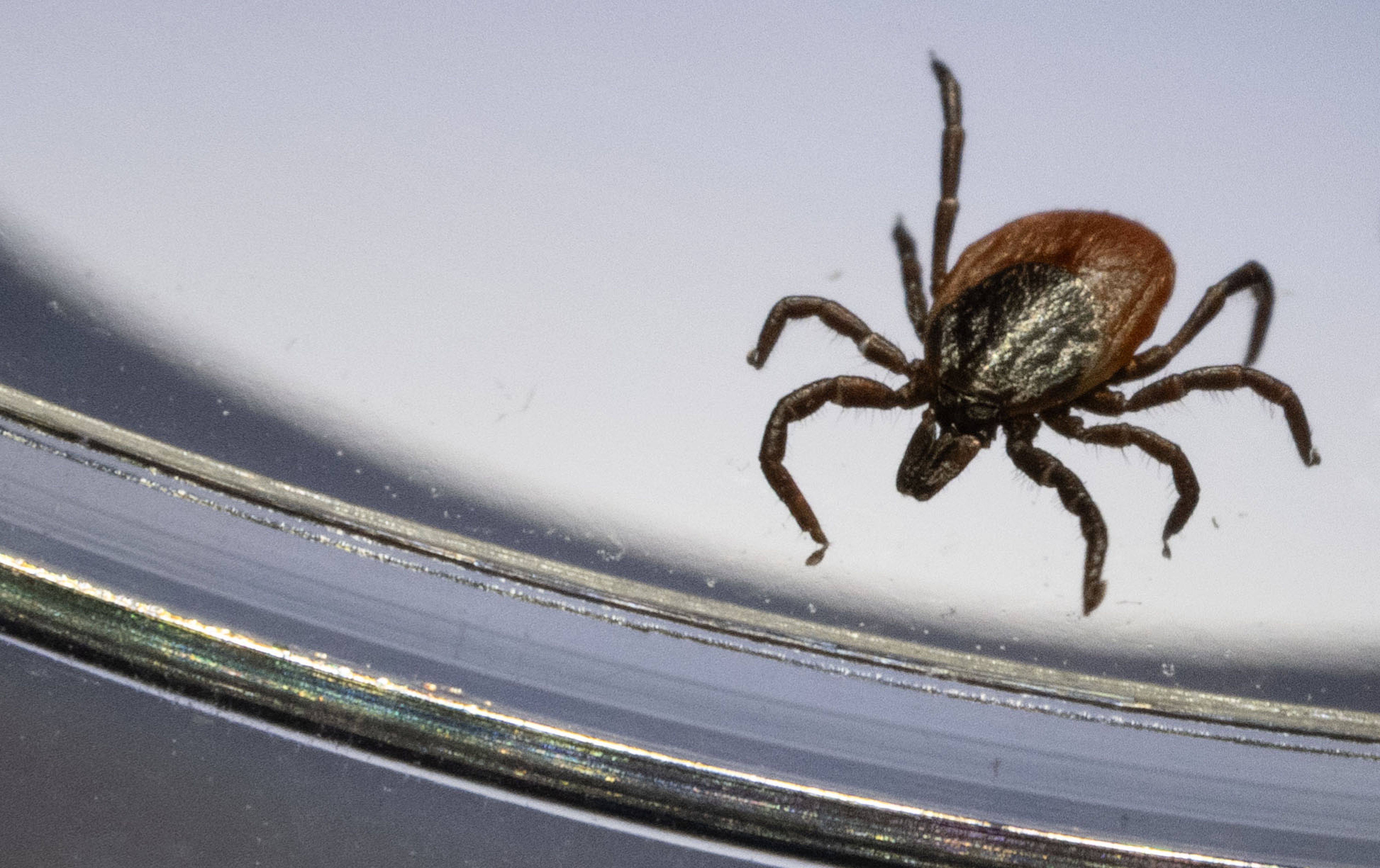 Image - FSME-Risikogebiete: Gefährliche Zecken nähern sich Berlin