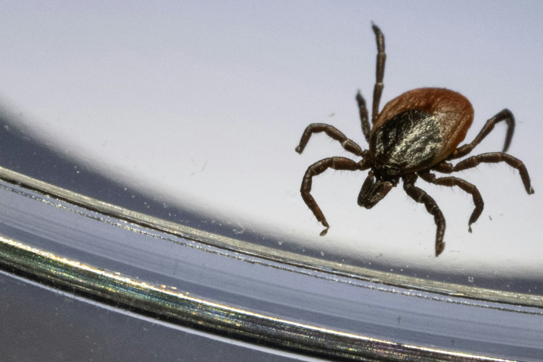 Ein Gemeiner Holzbock (Ixodes ricinus) ist unter einem Mikroskop in einem Labor der Parasitologie der Universität Hohenheim zu sehen. 
