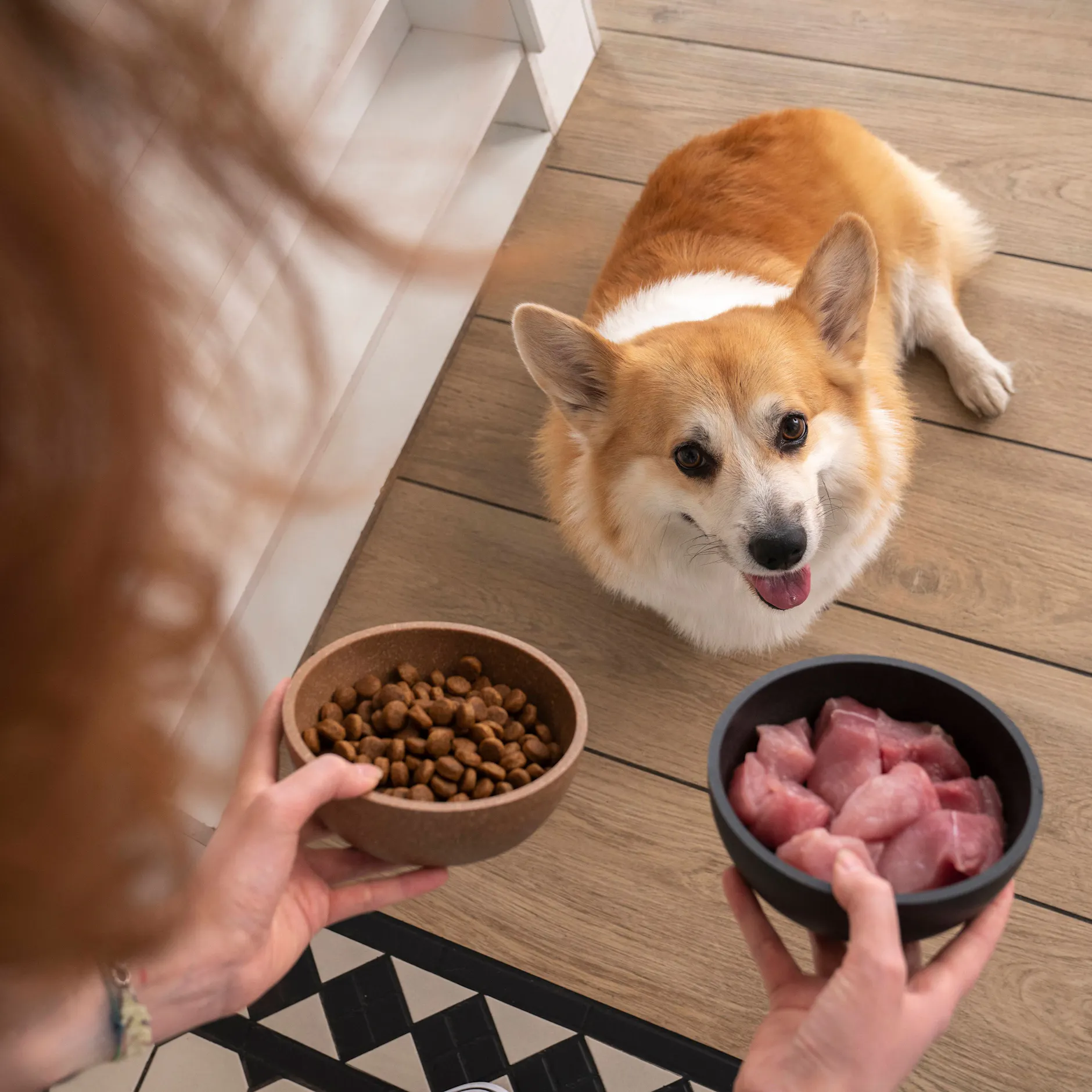 Dürfen Hunde vegan leben?