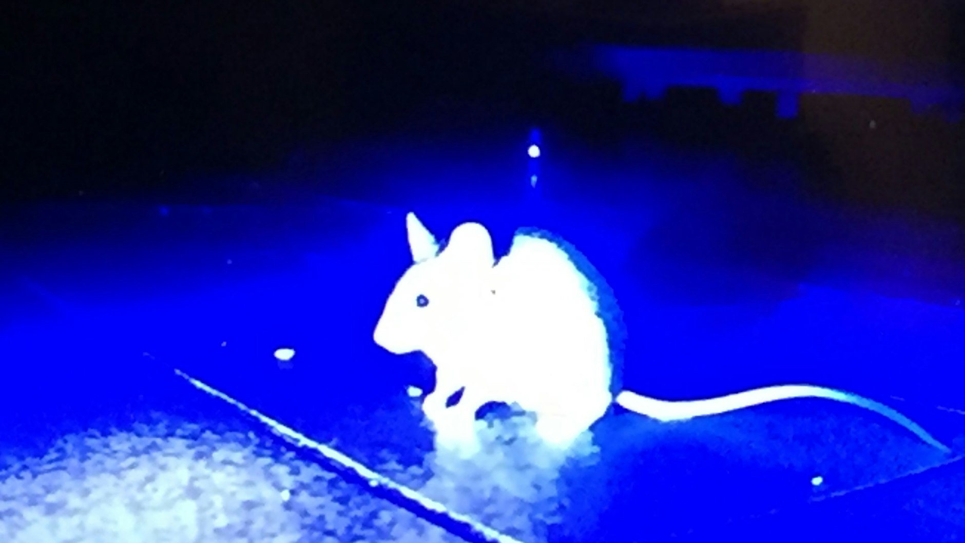Eine Maus, mit Spezialkamera nachts im Kaufland aufgenommen.
