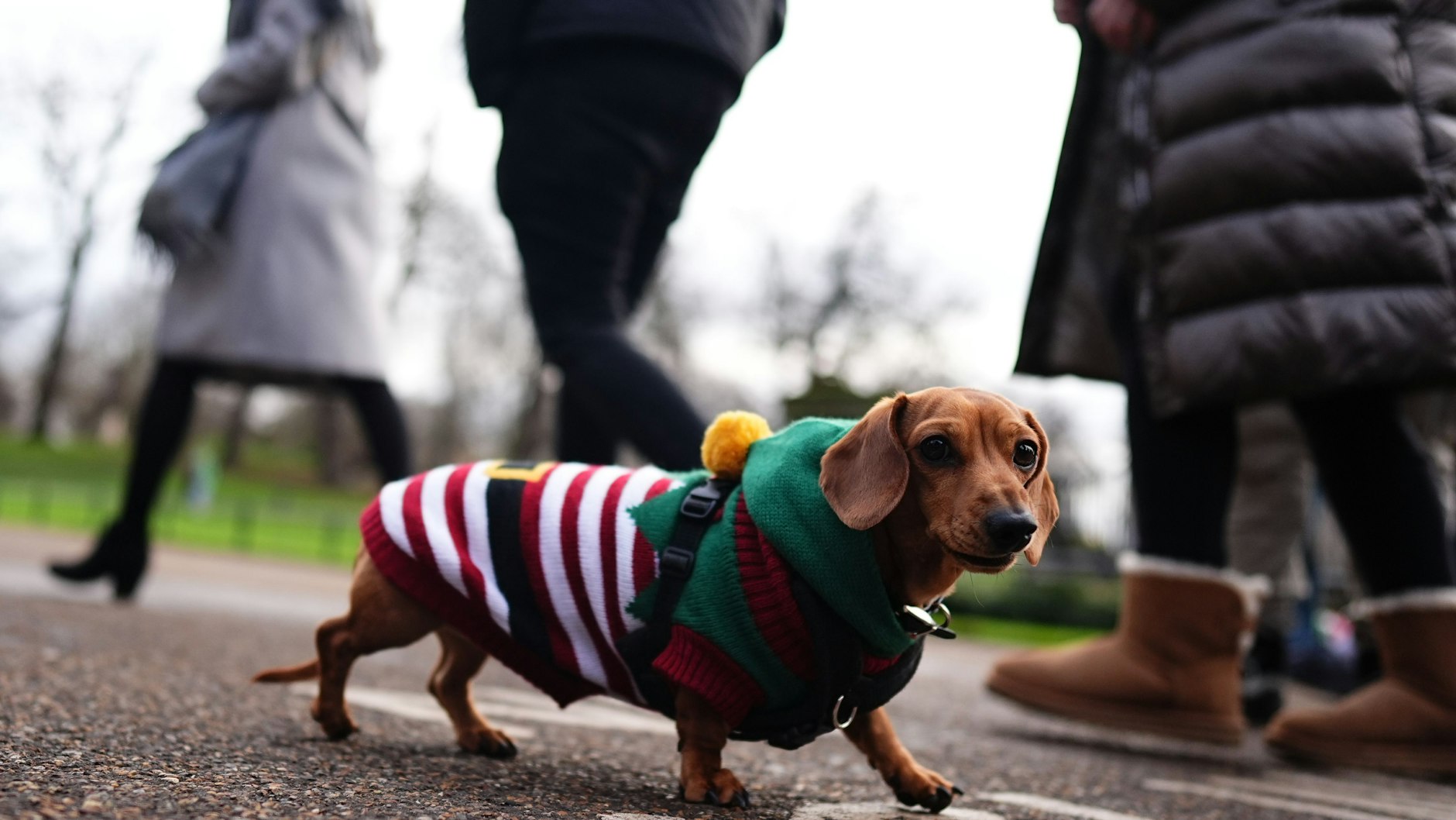 Dackel und Schäferhunde führen die Beißstatistik an.