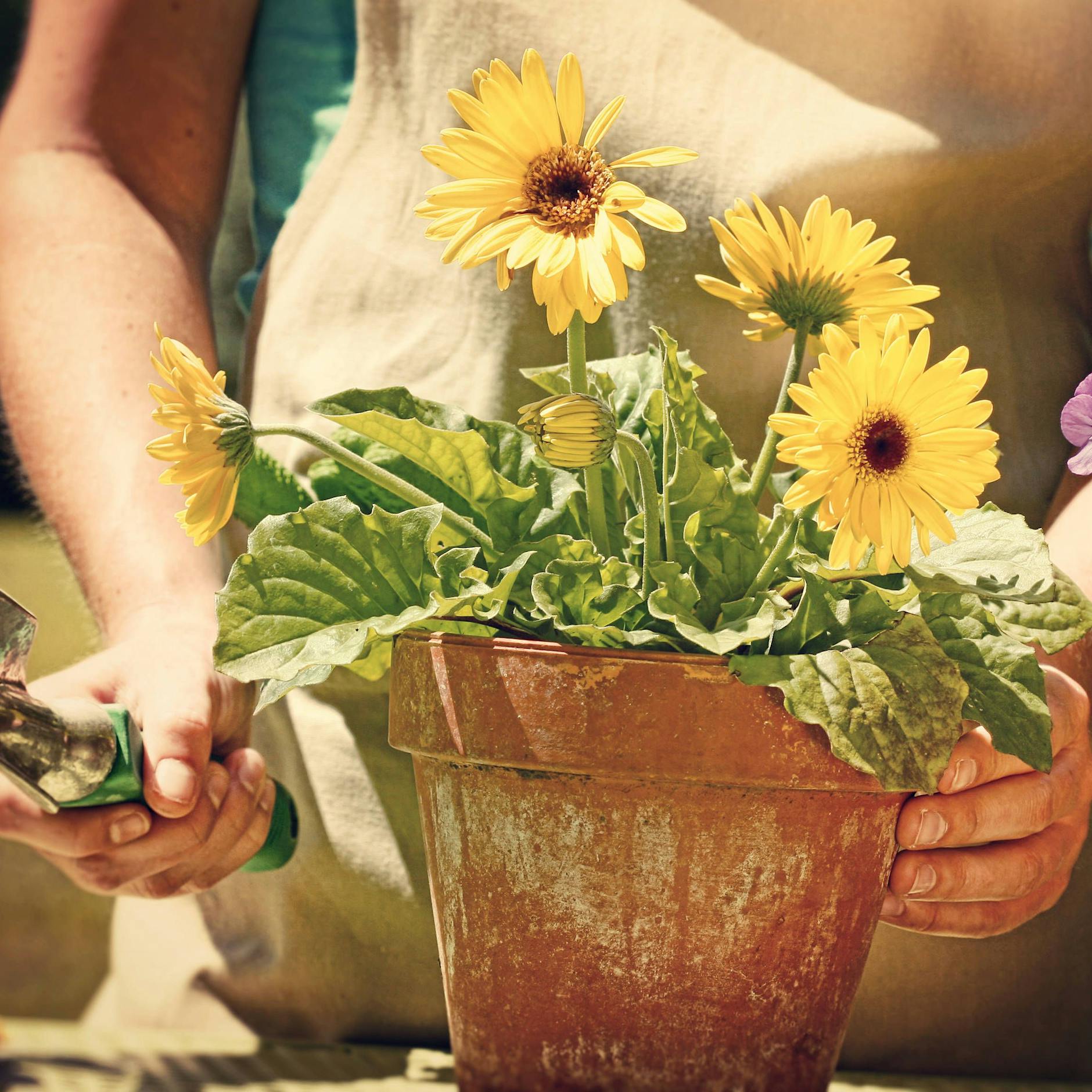 Was hilft gegen Kalkflecken auf Blumentöpfen? Der Kartoffelschalen-Trick!
