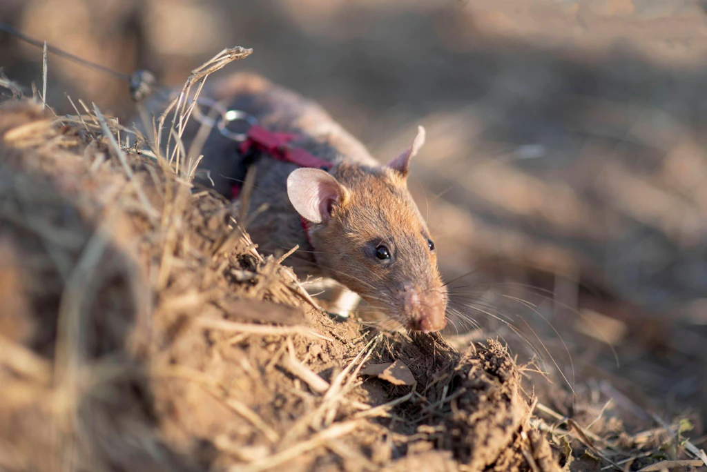 Ratte erzielt Weltrekord im Erschnüffeln von Landminen