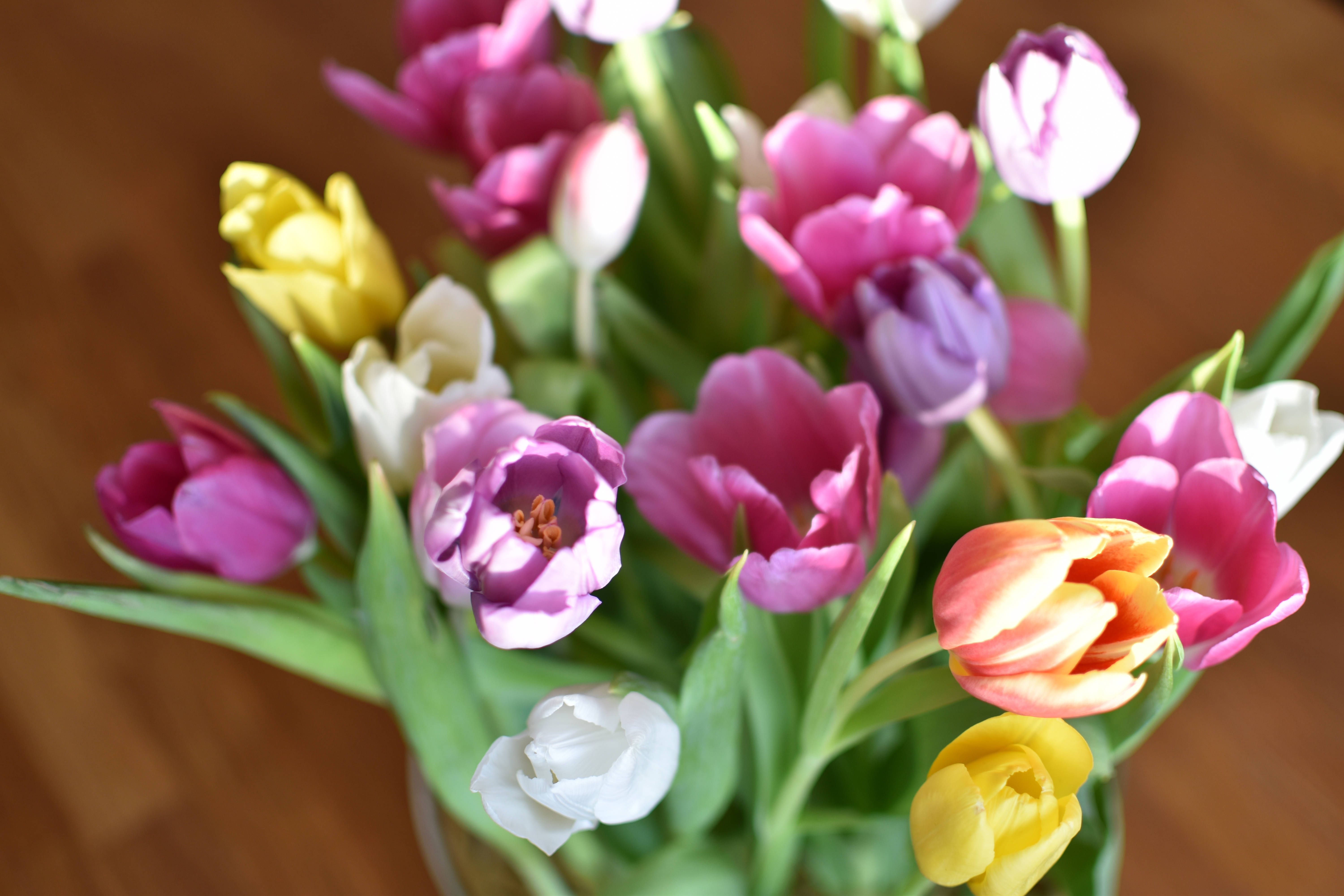Kennen Sie den Blumenkrieg? SO bleiben Tulpen in der Vase lange frisch