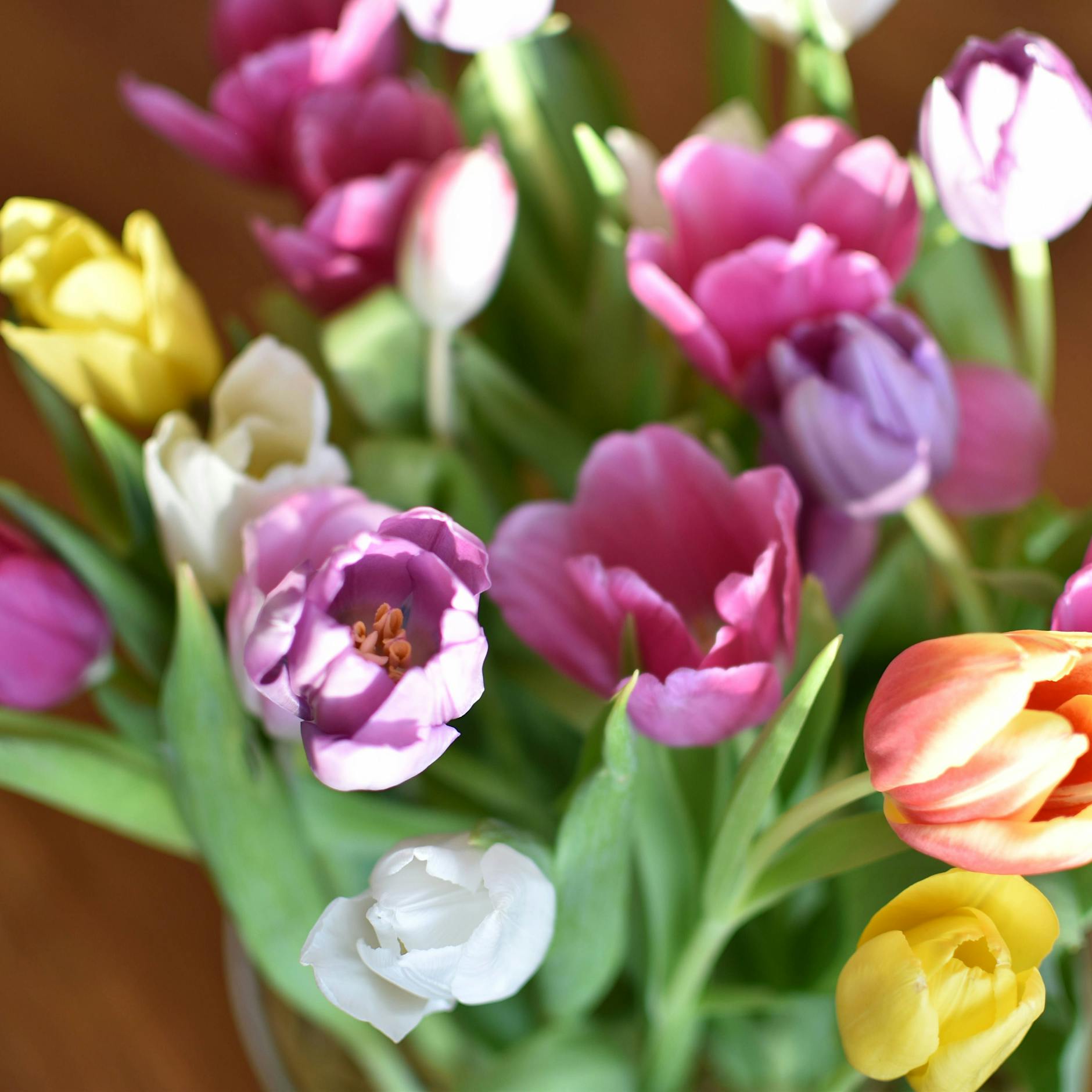 Kennen Sie den Blumenkrieg? SO bleiben Tulpen in der Vase lange frisch