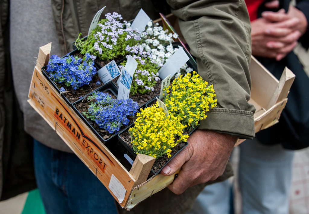 1000 Euro für eine Pflanze: Legendärer Berliner Blumenmarkt treibt Besucher in den Wahnsinn