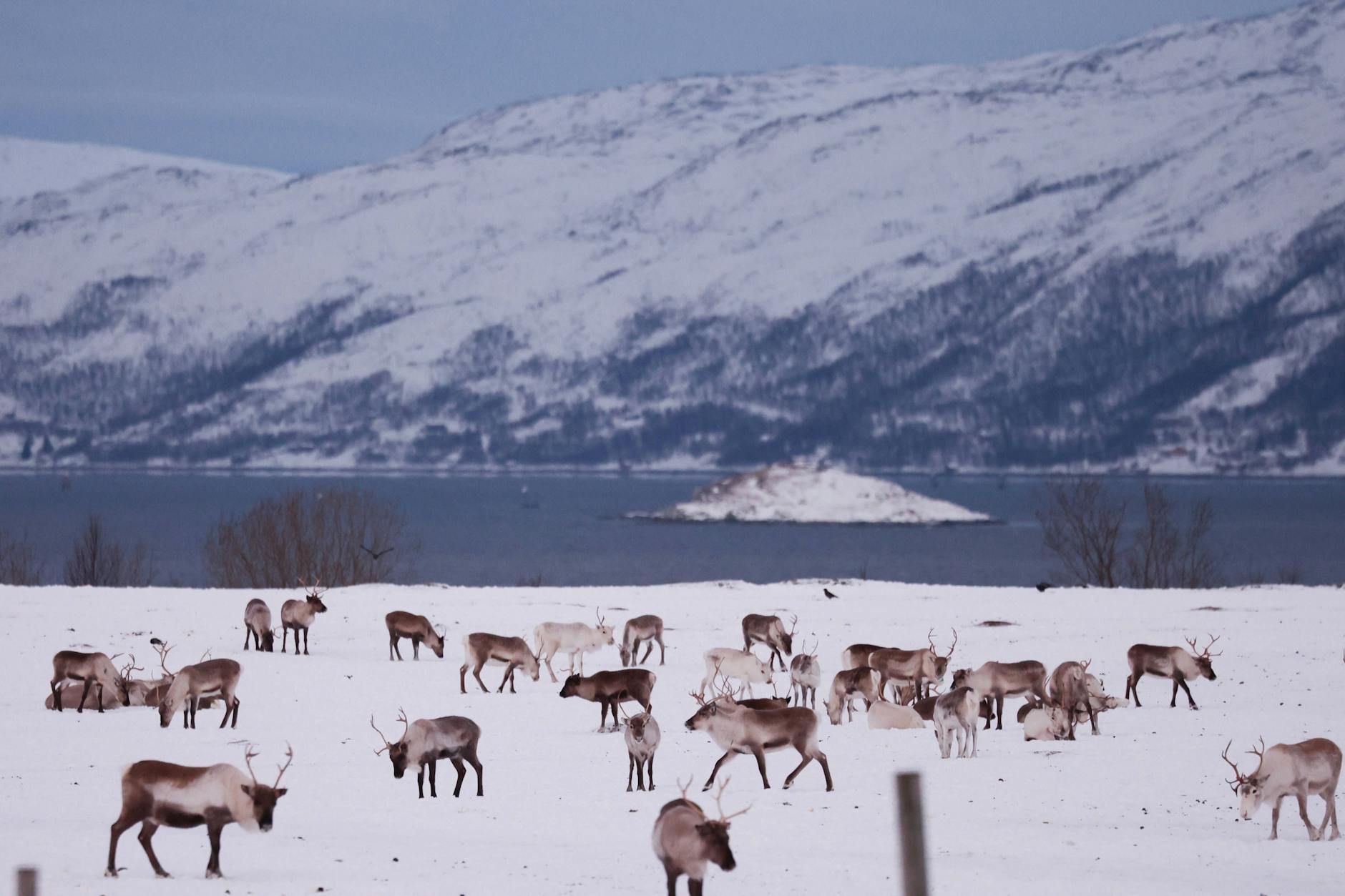 Tägliches Leben in Norwegen Rentiere auf einem Bauernhof in Tromso, Norwegen, am 10. Januar 2025. (Symbolfoto)