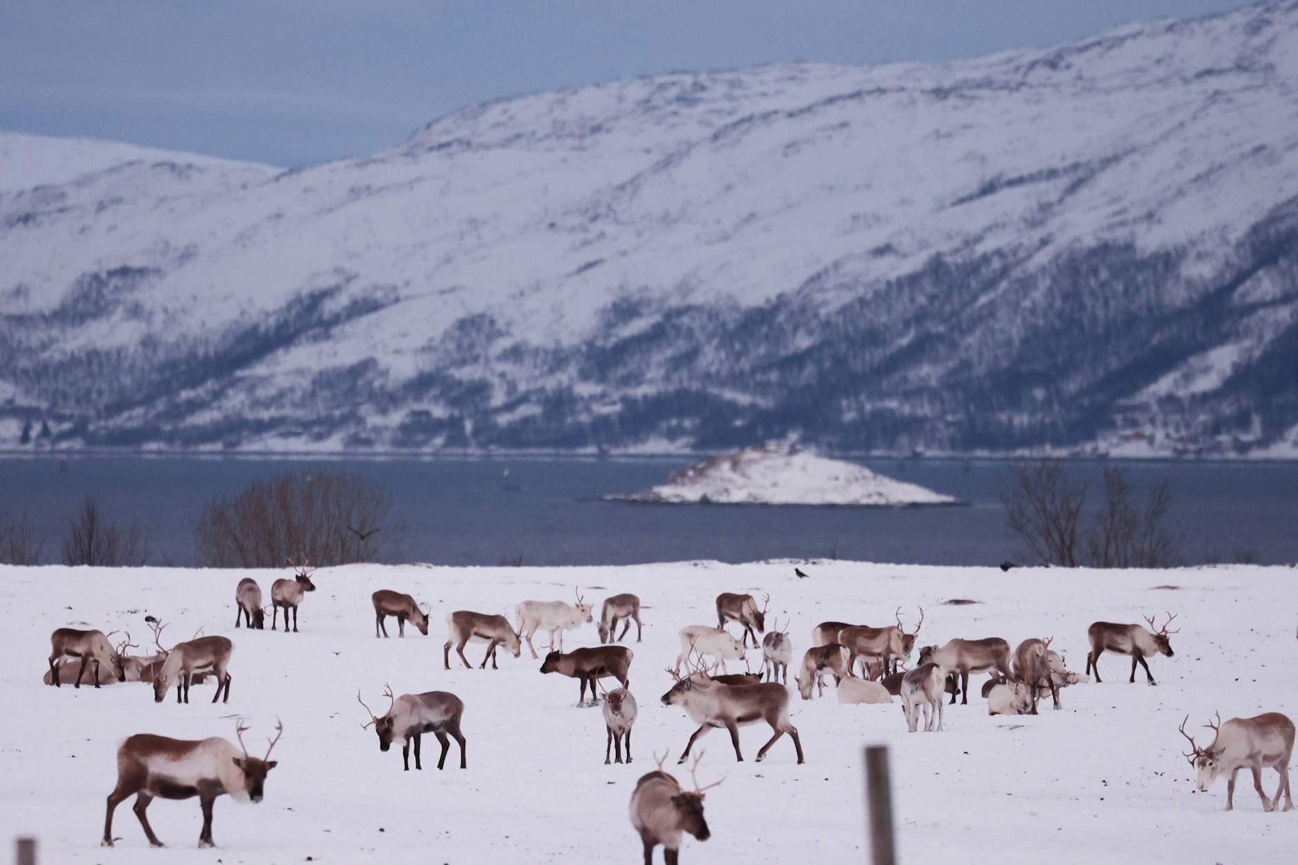 Tägliches Leben in Norwegen Rentiere auf einem Bauernhof in Tromso, Norwegen, am 10. Januar 2025. (Symbolfoto)