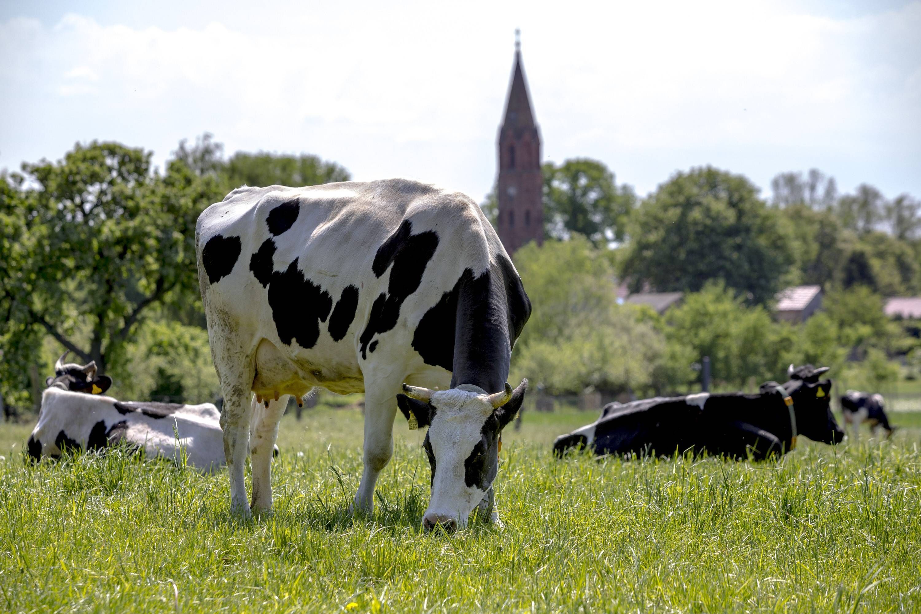 Unglaublich: Brandenburger Ökodorf schafft Kühe ab – wegen Veganermilch!