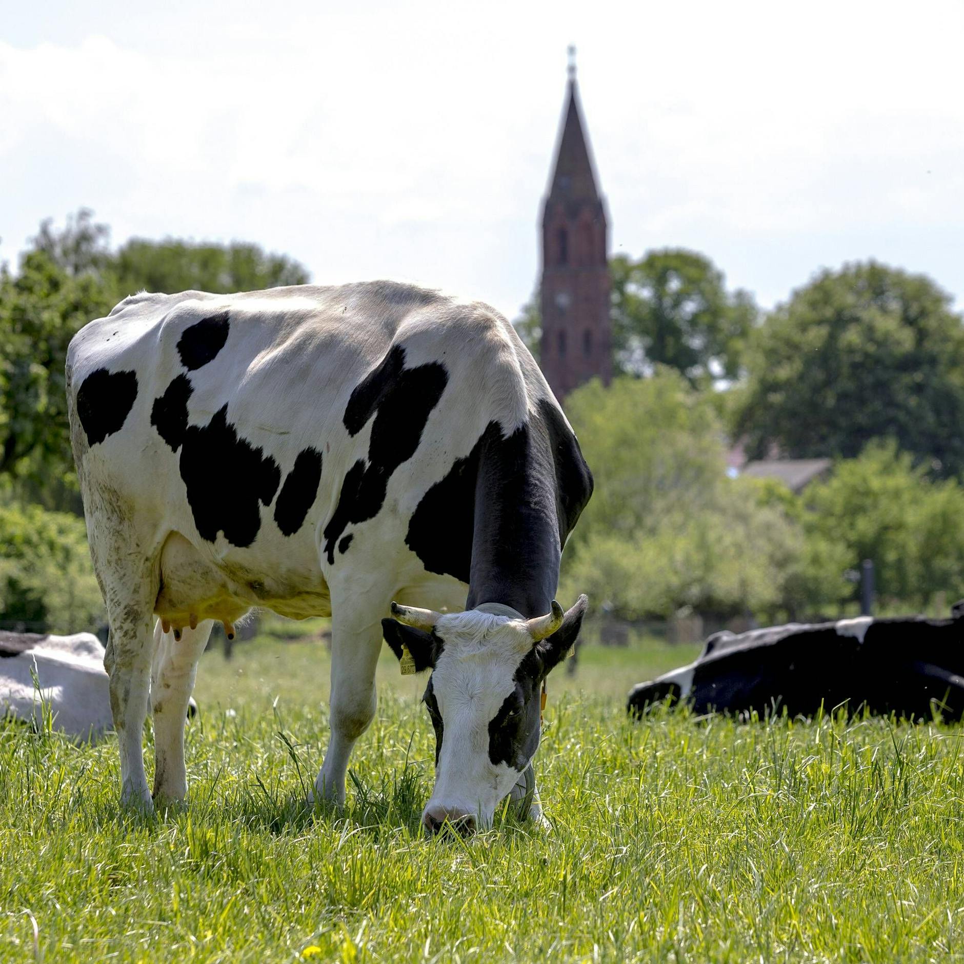 Unglaublich: Brandenburger Ökodorf schafft Kühe ab – wegen Veganermilch!