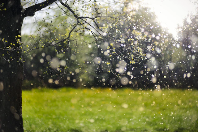 Pollen in Berlin: DIESE Bäume machen Allergikern das Leben schwer ...