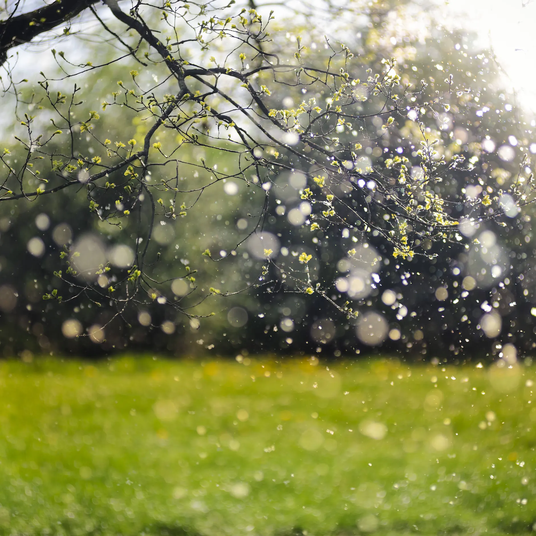 Pollen in Berlin: DIESE Bäume machen Allergikern das Leben schwer ...