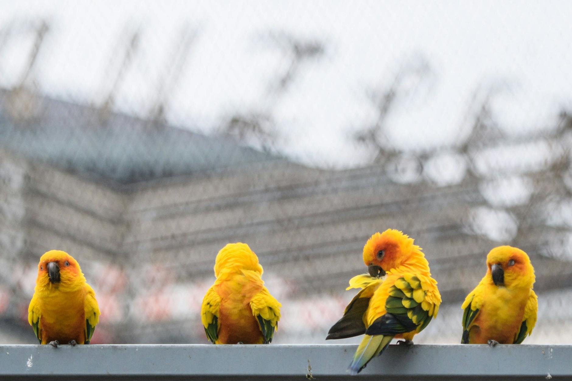 Die Sittiche und Papageien im Neuen Kranzler Eck werden abgeschoben.