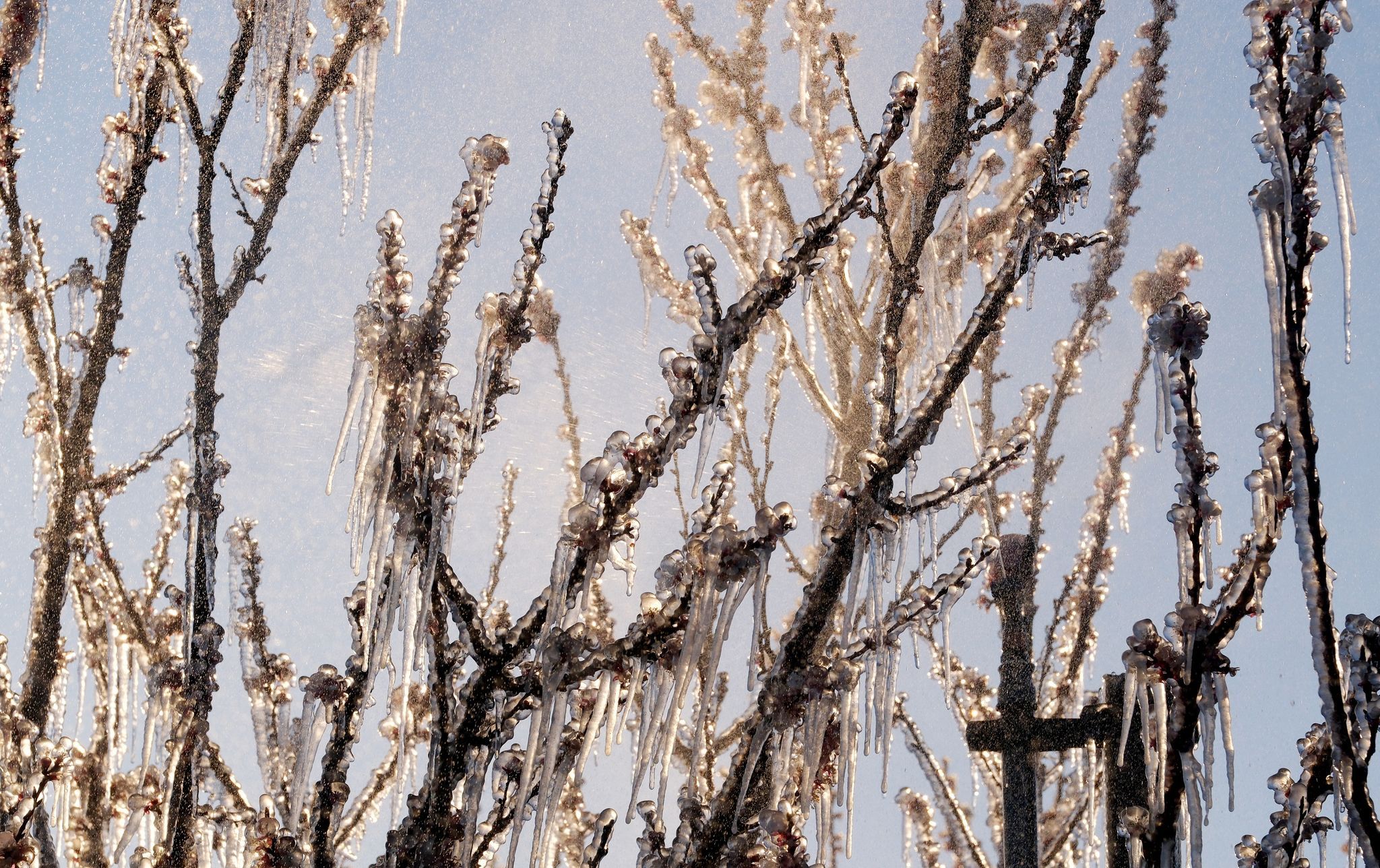 Ernteausfälle in Brandenburg: Diese Früchte sind betroffen