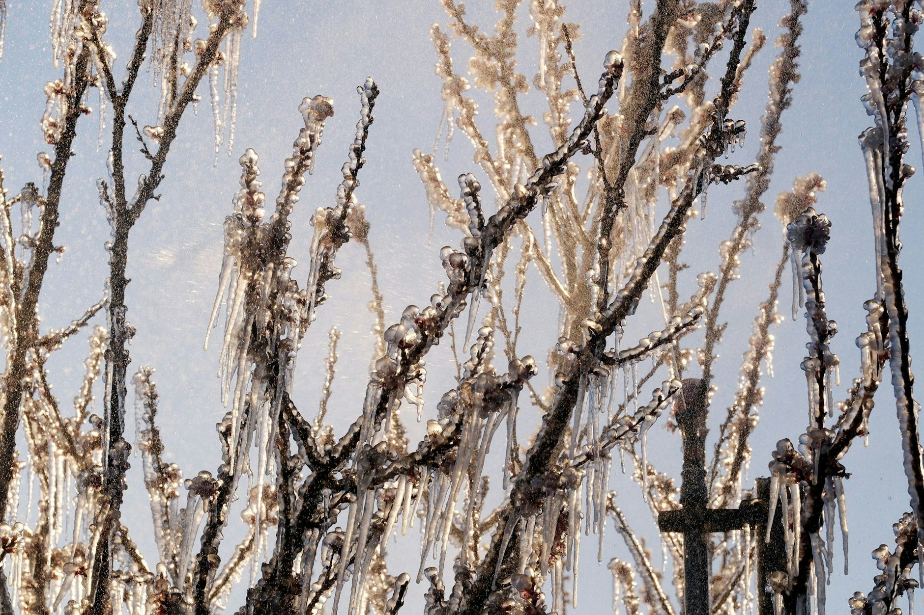 Zweige von Aprikosenbäumen sind auf einer Plantage am Obsthof Aseleben am Süßen See mit einer Eisschicht überzogen.
