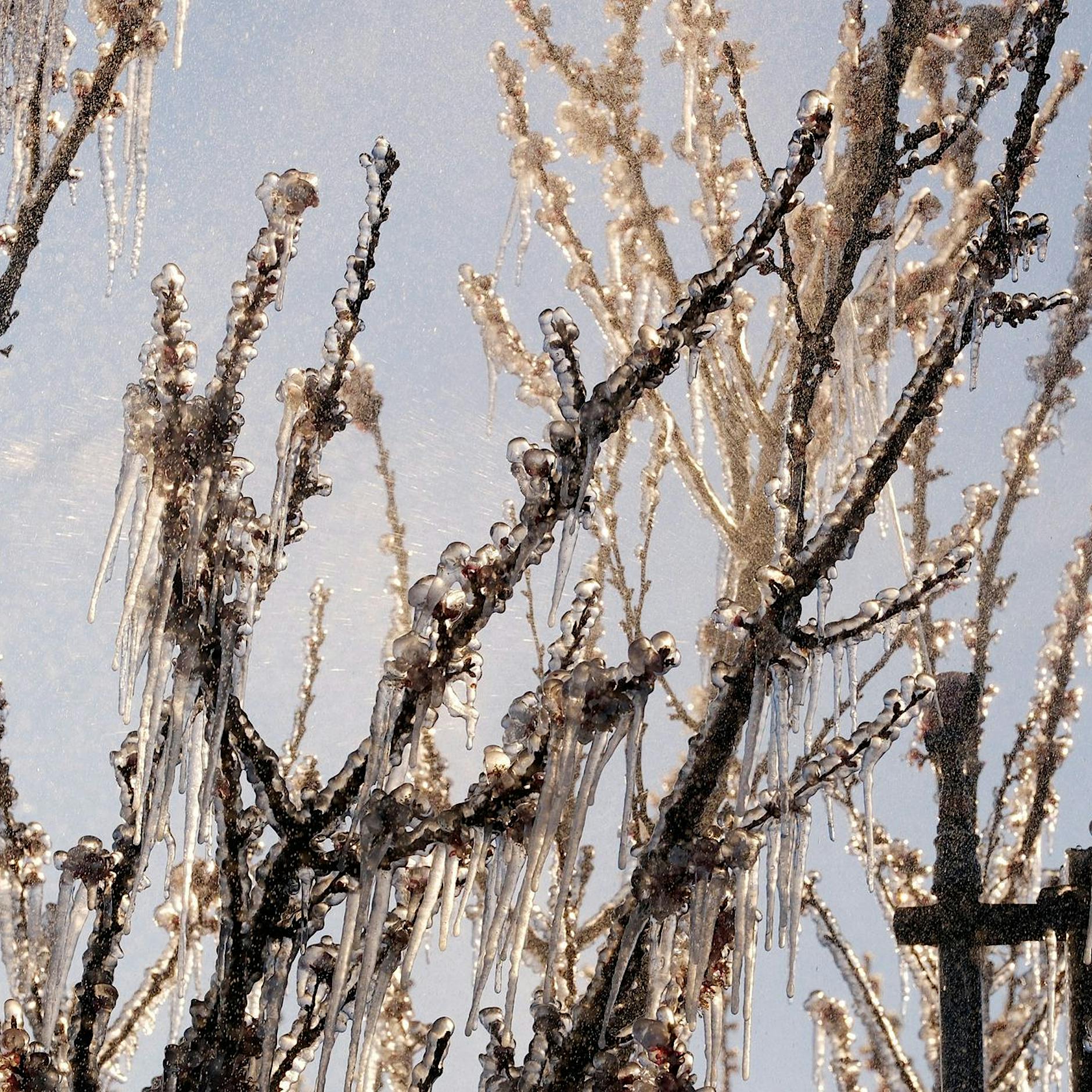 Ernteausfälle in Brandenburg: Diese Früchte sind betroffen