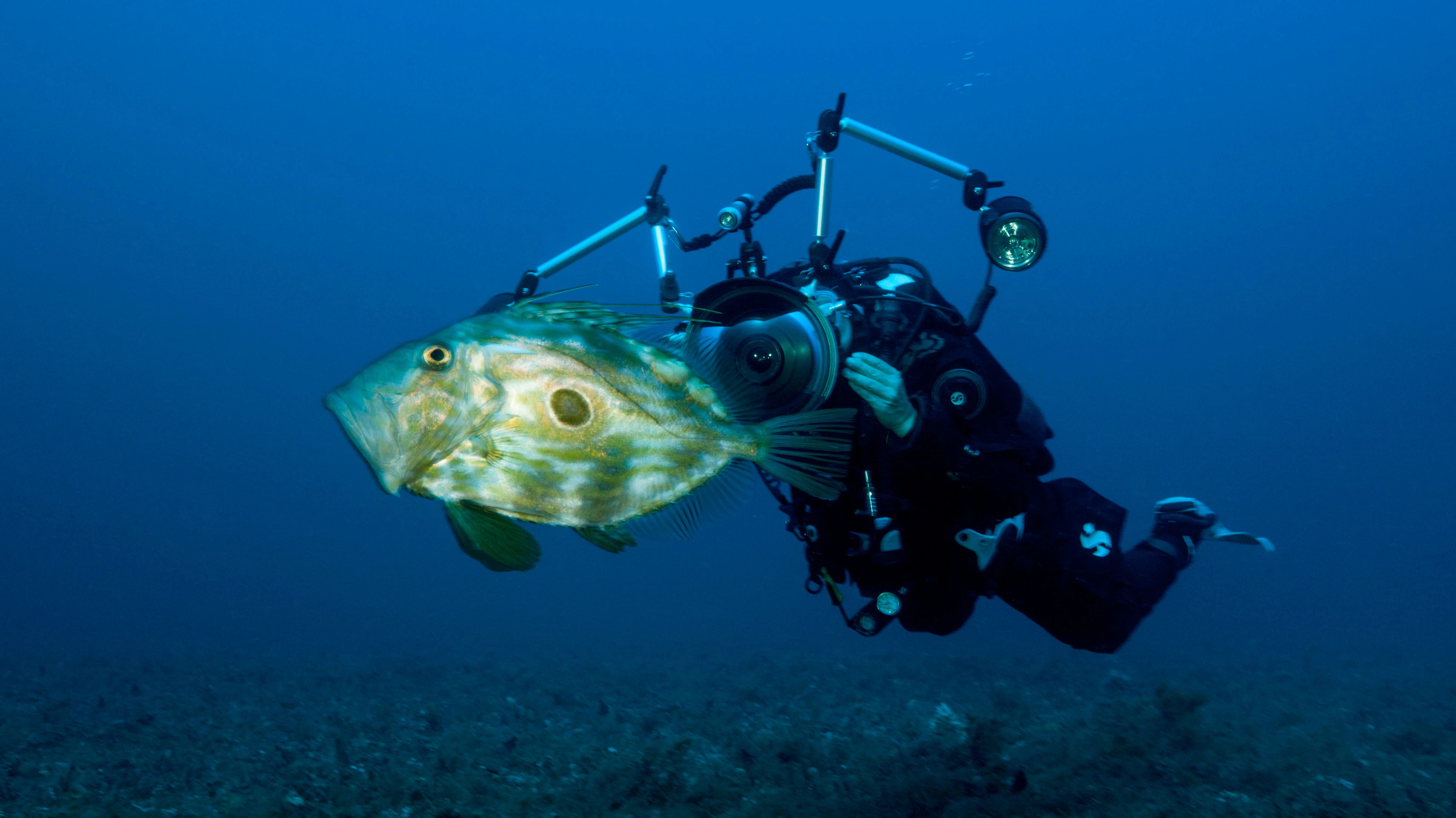 Ein Taucher mit einem Heringskönig - der Fisch ist unter dem wissenschaftlichen Namen „Zeus faber“ erfasst.