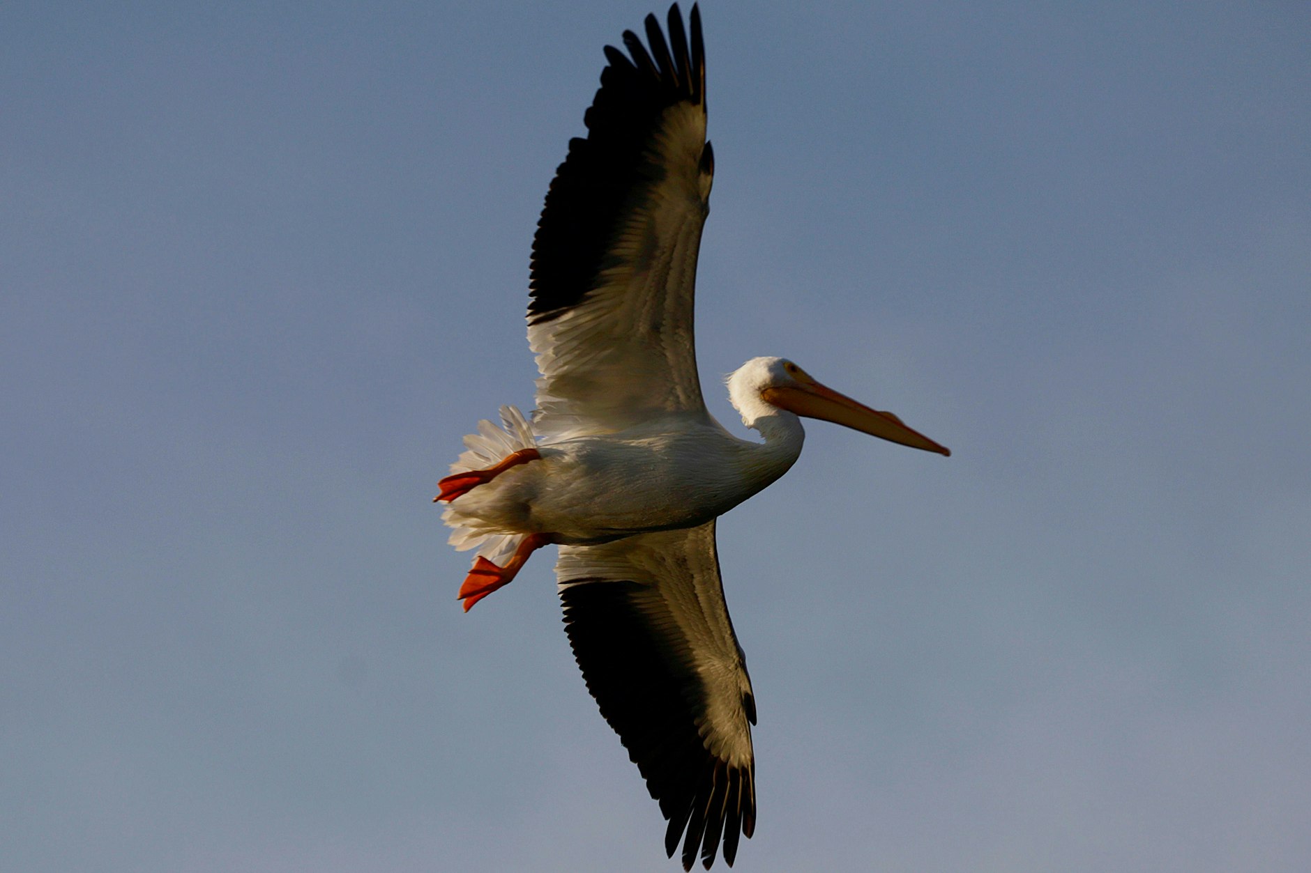 Pelikane können in freier Wildbahn innerhalb eines Tages bis zu 500 Kilometer weit fliegen.