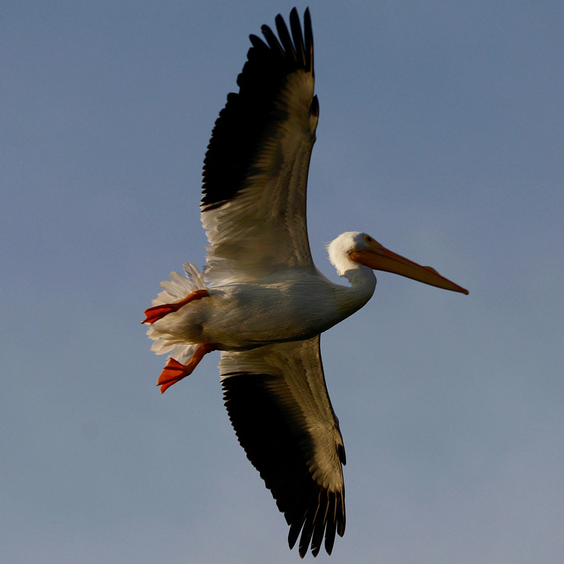 Image - Bauarbeiten im Tierpark Berlin in Lichtenberg: Pelikane und Flamingos bekommen neue Käfige