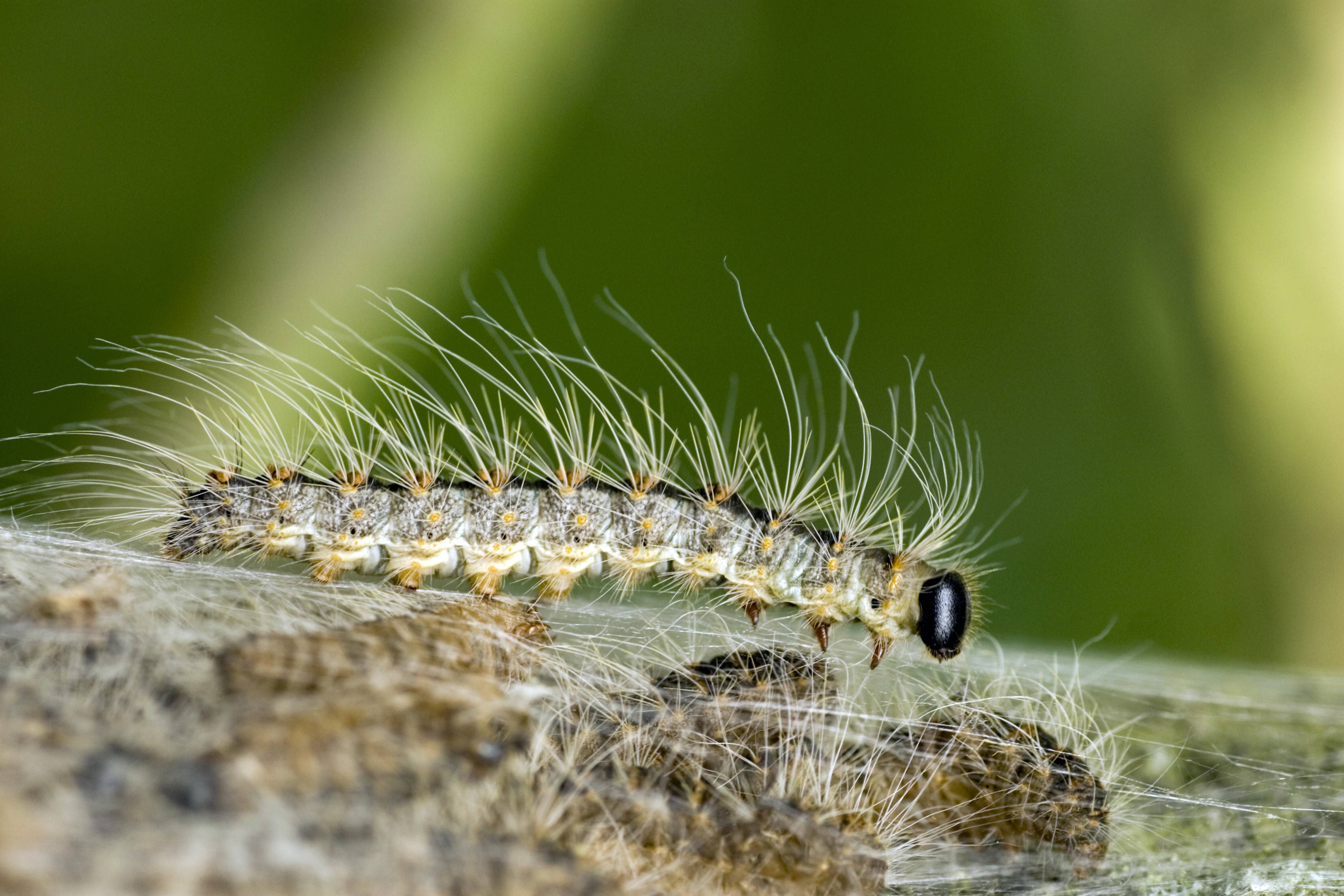 Heiligensee: Bäume vor Reinickendorfer Supermarkt von Eichen-Prozessionsspinner befallen