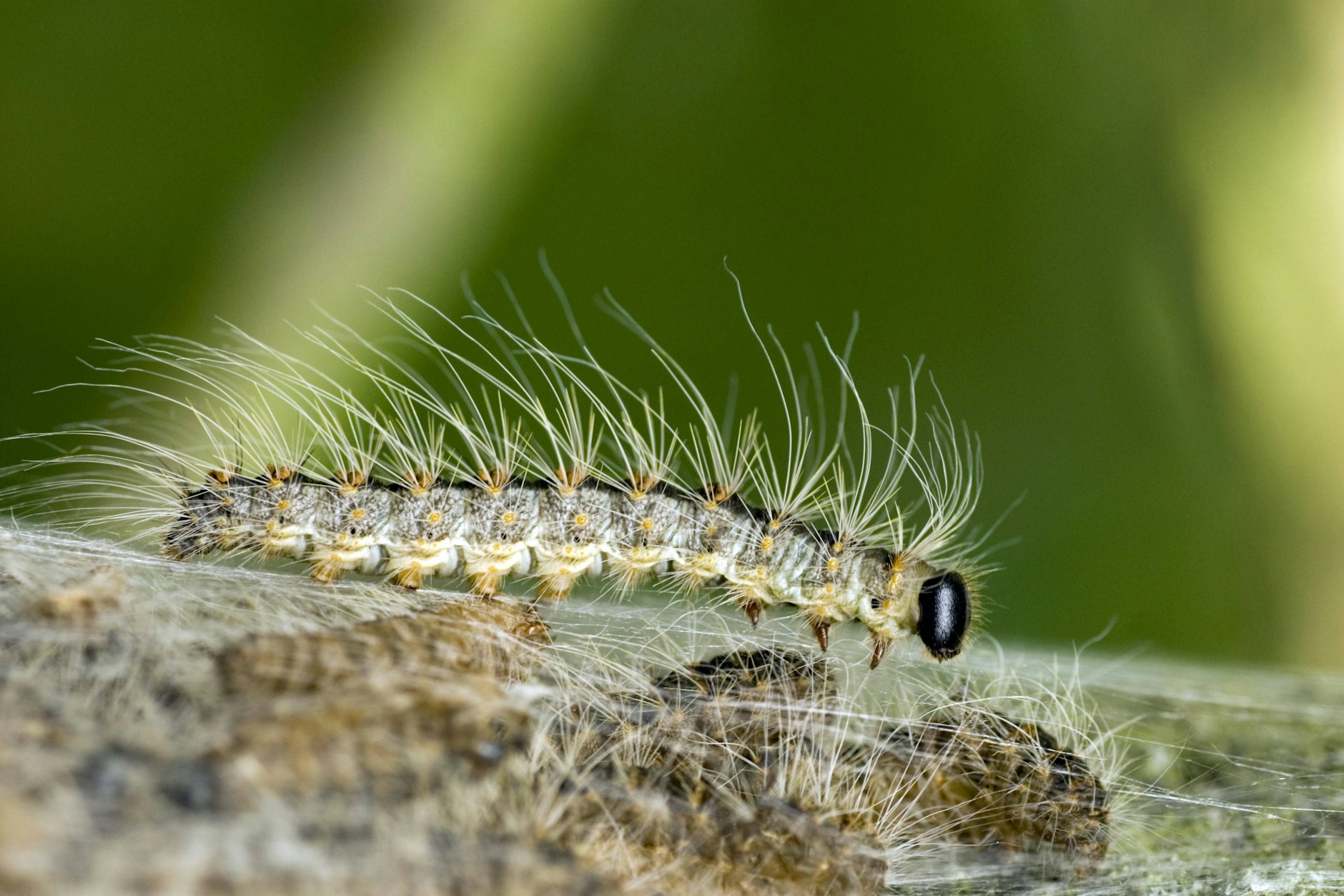 Mehrere Eichen in Heiligensee im Bezirk Reinickendorf sind von Eichen-Prozessionsspinnern befallen.