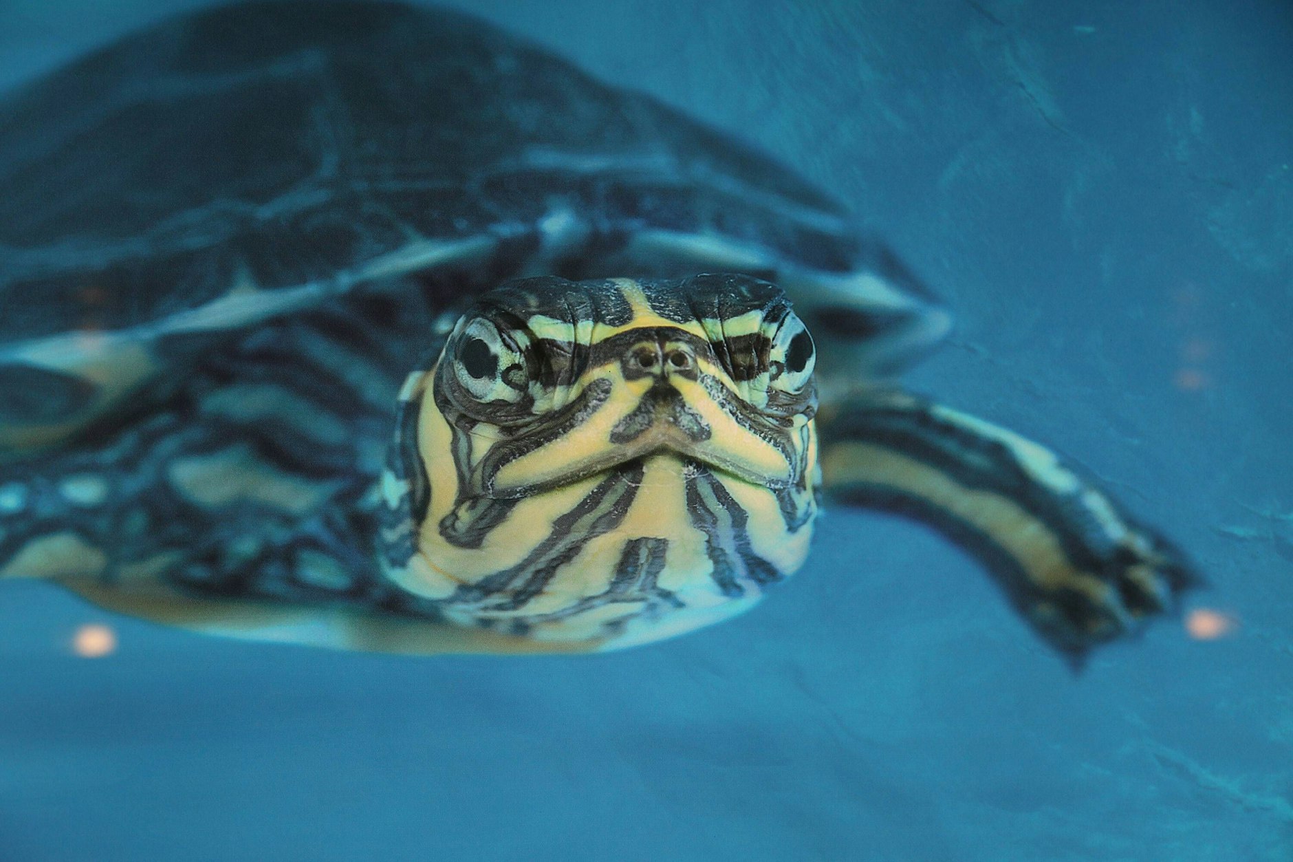 Diese niedlichen Schildkröten leben im Herzen Berlins – die Tiere werden bis auf Weiteres im Engelbecken (und weiteren Berliner Gewässern) geduldet. Allerdings gehören sie nicht dorthin.