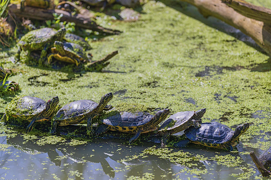 Im Jahr 2020 wurden vom Umwelt- und Naturschutzamt 22 Exemplare der nordamerikanischen Buchstaben-Schmuckschildkröten im Engelbecken in Berlin gezählt.