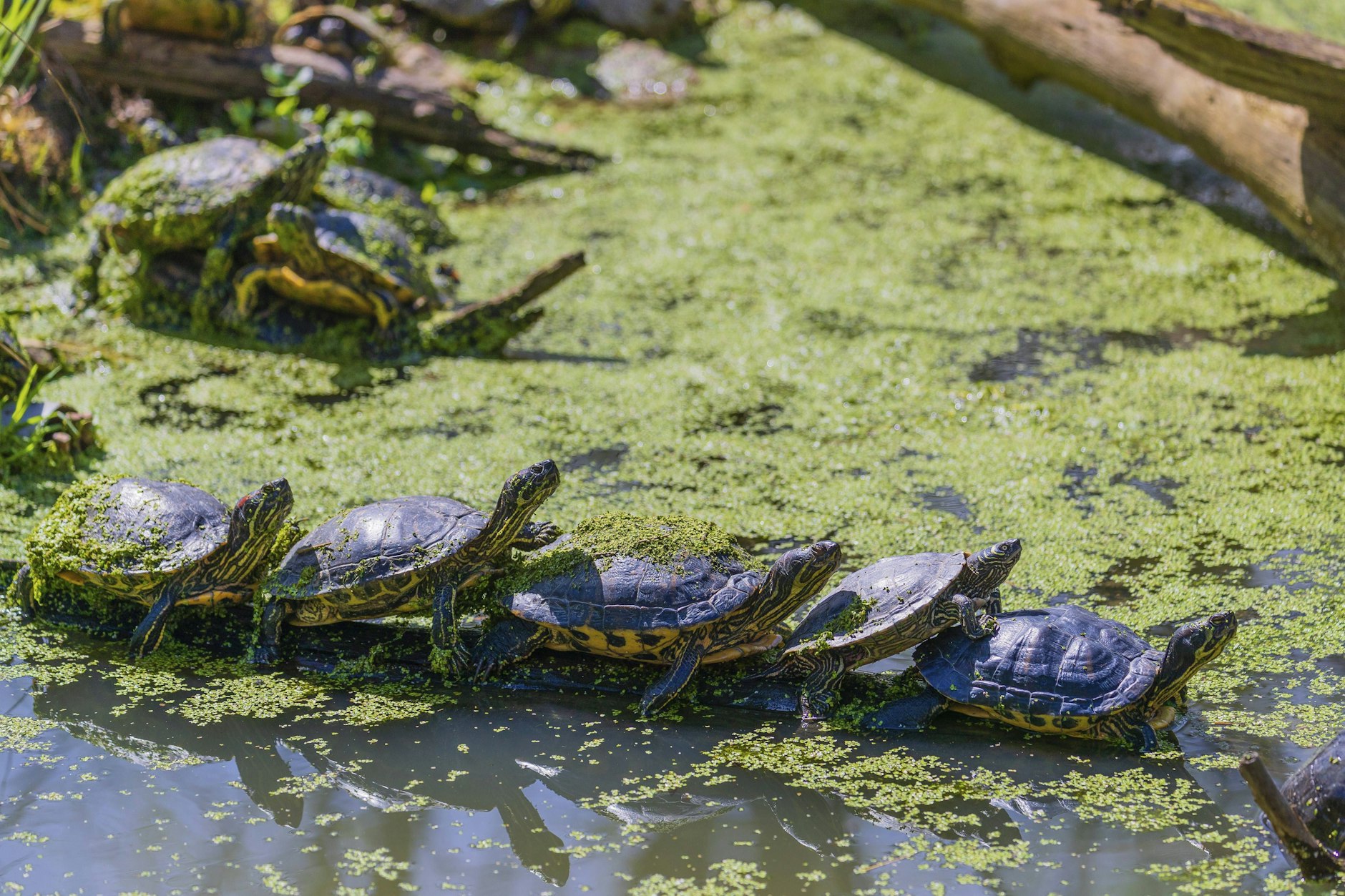 Im Jahr 2020 wurden vom Umwelt- und Naturschutzamt 22 Exemplare der nordamerikanischen Buchstaben-Schmuckschildkröten im Engelbecken in Berlin gezählt.