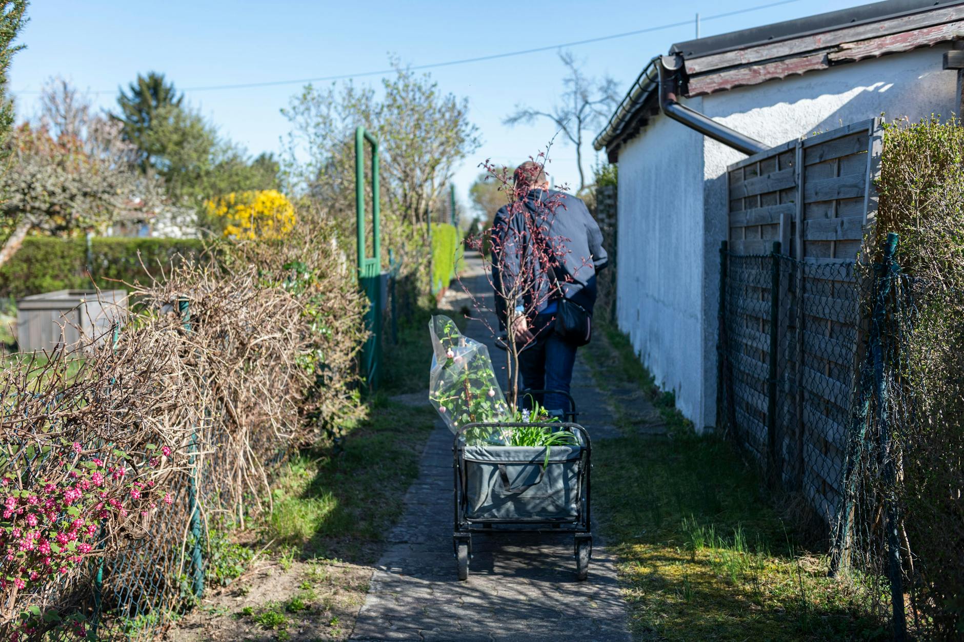 Die Berliner Kleingärten sollen mithilfe eines neuen Gesetzes geschützt werden.