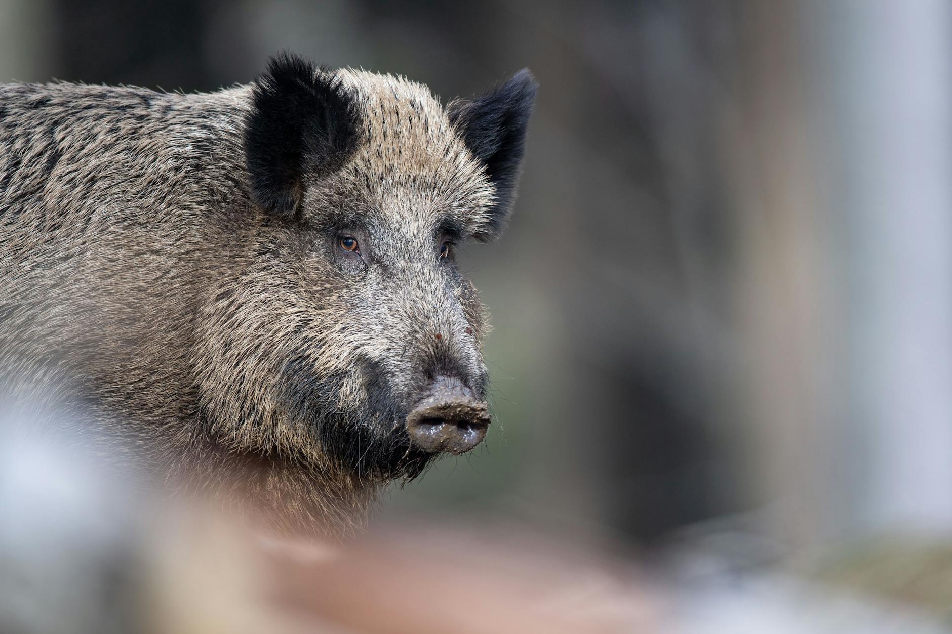 Zeugen sagten aus, dass eine Frau von einem Wildschwein angegriffen wurde.