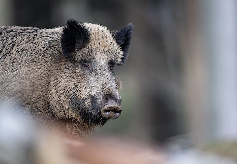 Zeugen sagten aus, dass eine Frau von einem Wildschwein angegriffen wurde.