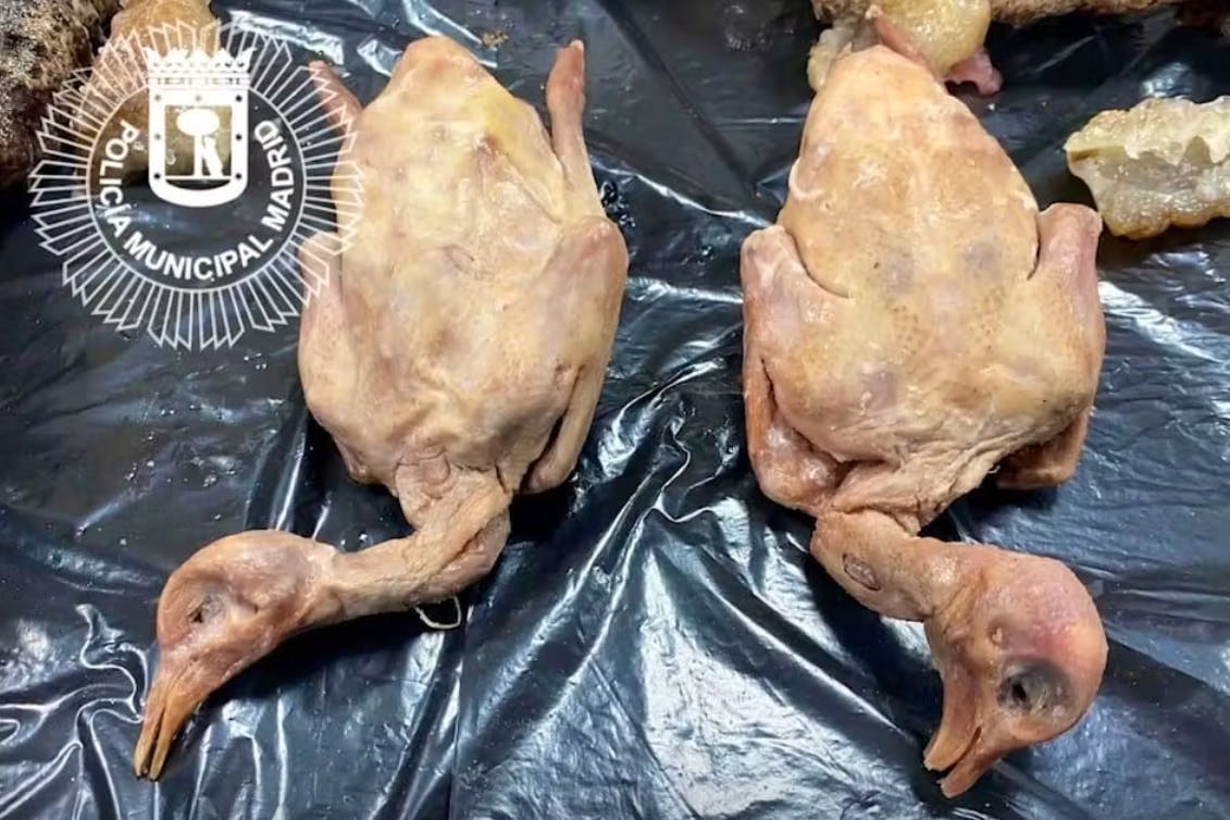 Video-Aufnahmen der Polizei von Madrid zeigen die unfassbaren Zustände in dem asiatischen Lokla. Hier gerupfte Tauben aus dem Kochtopf. Die Straßenvögel sollen als knusprige Ente auf der Speisekarte angeboten worden sein.