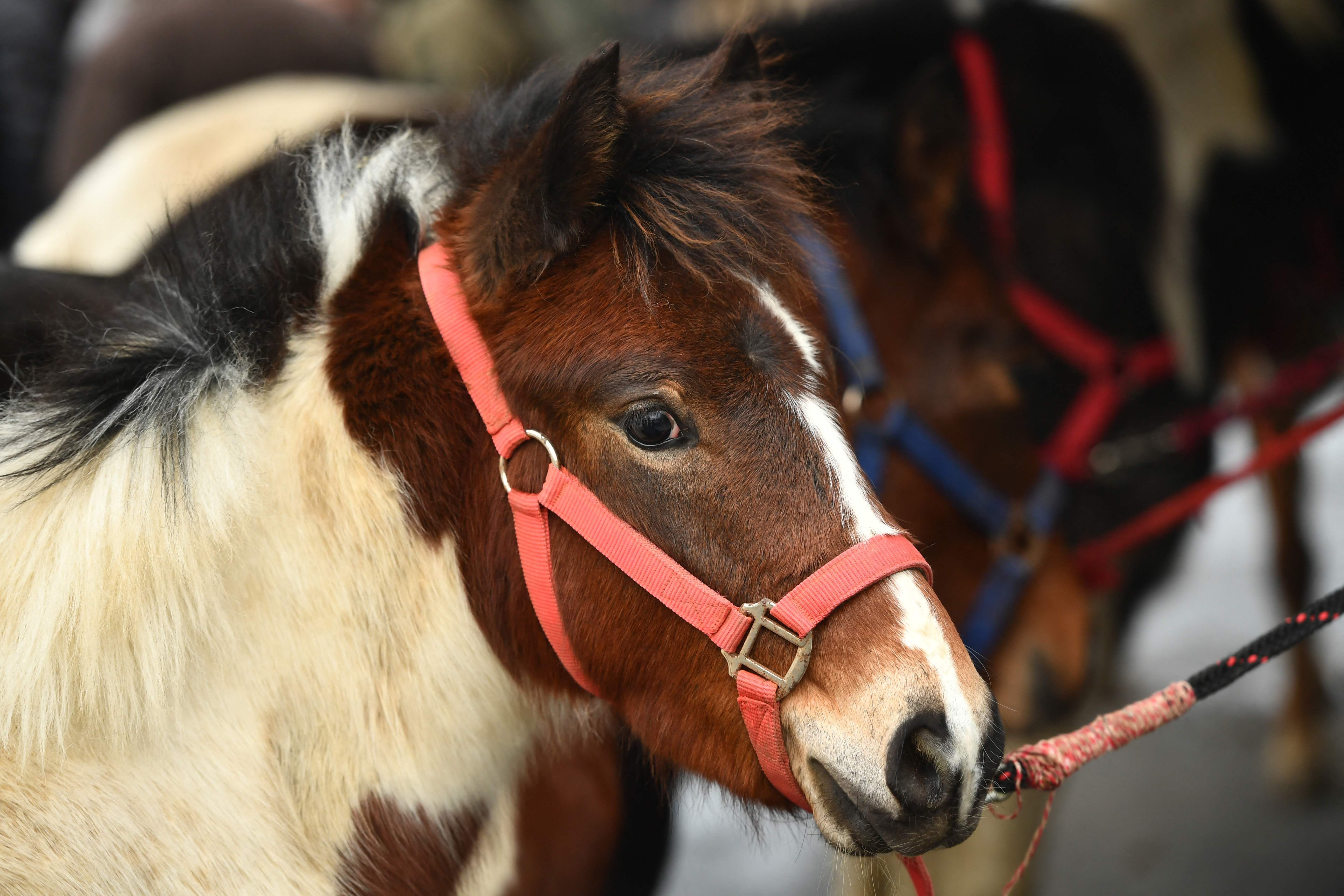 Image - Marienfelde: Darum muss der Ponyclub „Zu den flotten Hufen“ nach 20 Jahren umziehen