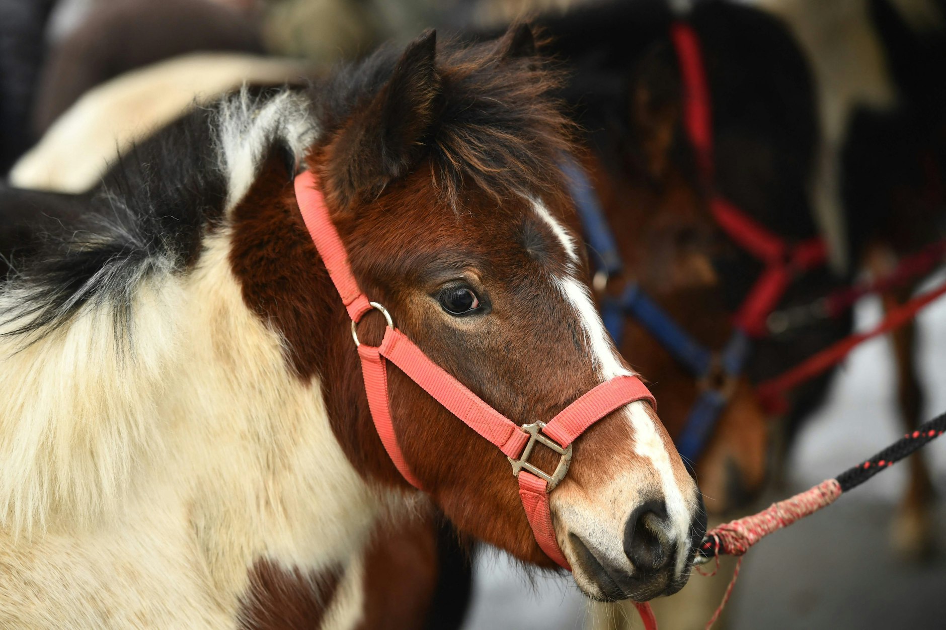Nach mehr als 20 Jahren muss der Ponyclub „Zu den flotten Hufen“ in Tempelhof-Schöneberg umziehen.