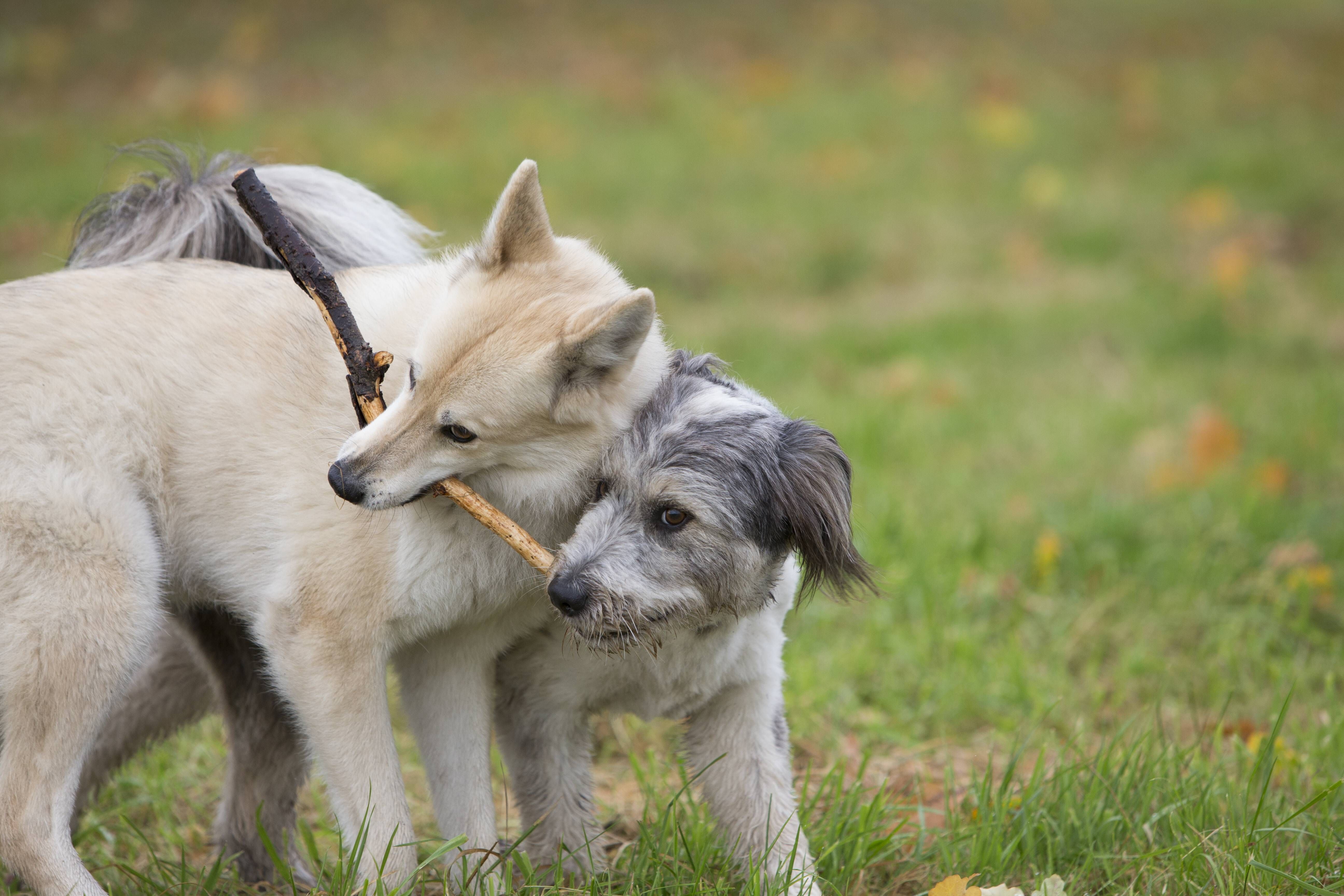Reinickendorf: Neue Attraktionen im Steinbergpark eröffnet – so teuer waren sie