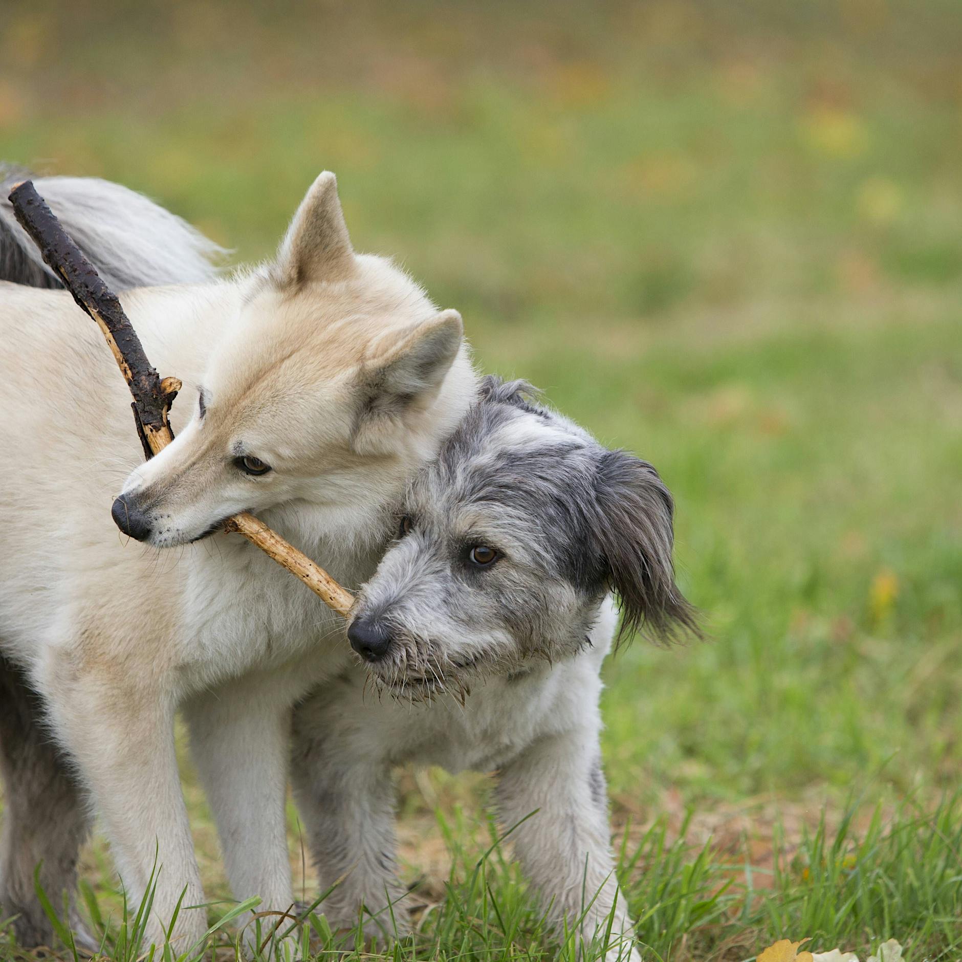 Reinickendorf: Neue Attraktionen im Steinbergpark eröffnet – so teuer waren sie
