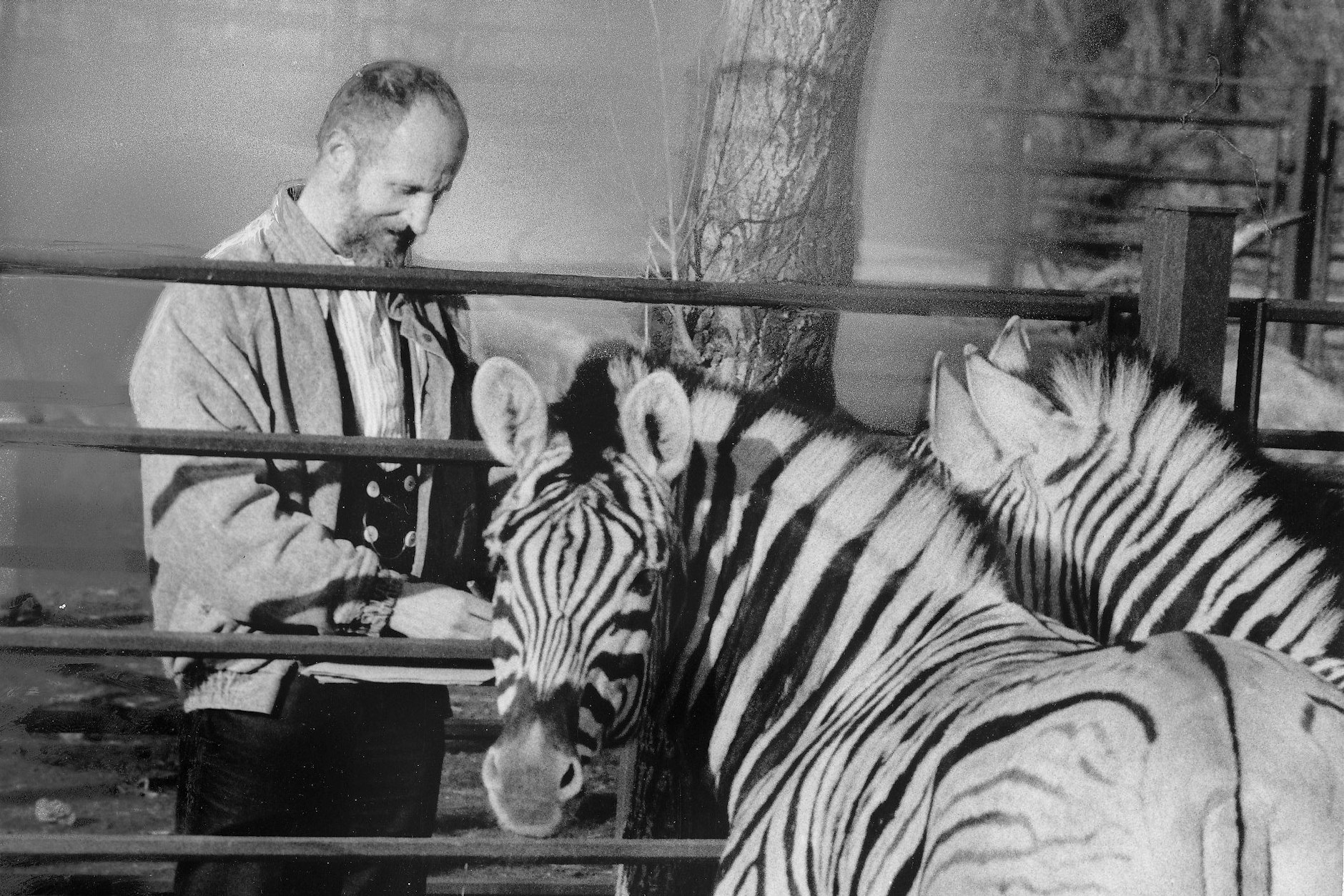 Er ist eine Legende: Tierzeichner Reiner Zieger, der „Hofmaler“ vom Tierpark Berlin. Hier skizziert er in den 80er-Jahren Zebras. Jetzt werden einige seiner Werke zum 70. Tierpark-Geburtstag gezeigt.