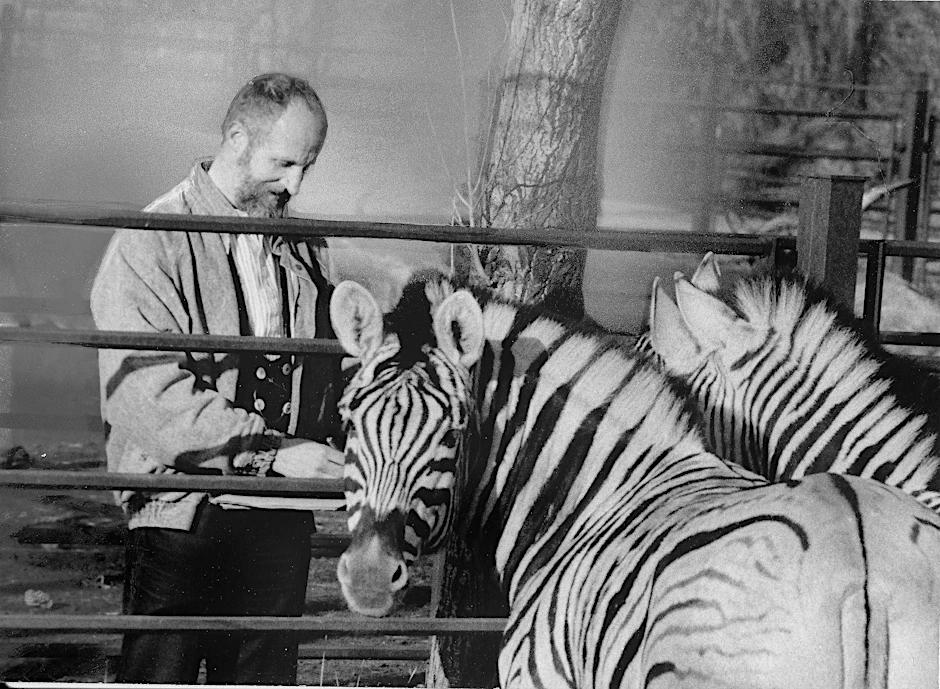 Er ist eine Legende: Tierzeichner Reiner Zieger, der „Hofmaler“ vom Tierpark Berlin. Hier skizziert er in den 80er-Jahren Zebras. Jetzt werden einige seiner Werke zum 70. Tierpark-Geburtstag gezeigt.