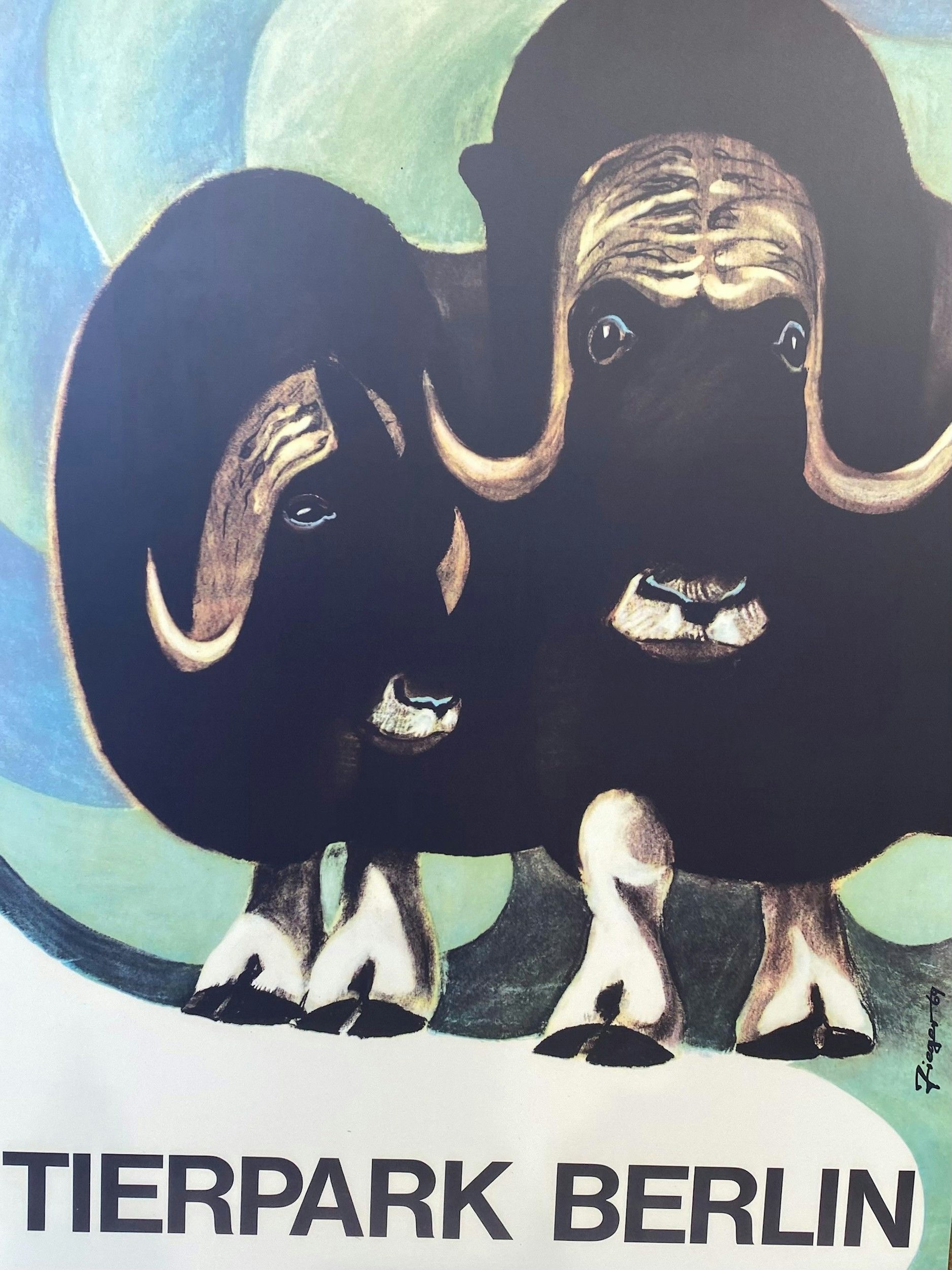 Das Plakat mit den Moschusochsen von 1964