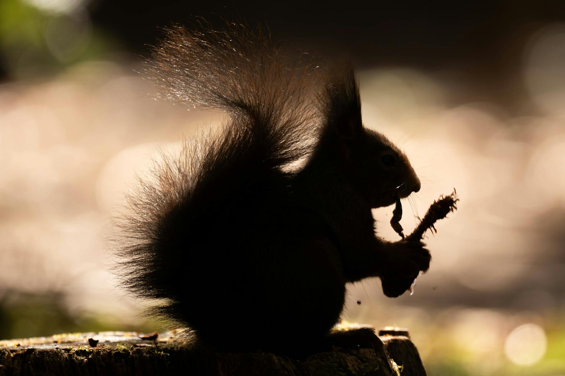 Kann ein so niedliches Eichhörnchen Arges im Schilde führen?