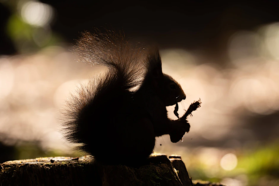 Kann ein so niedliches Eichhörnchen Arges im Schilde führen?