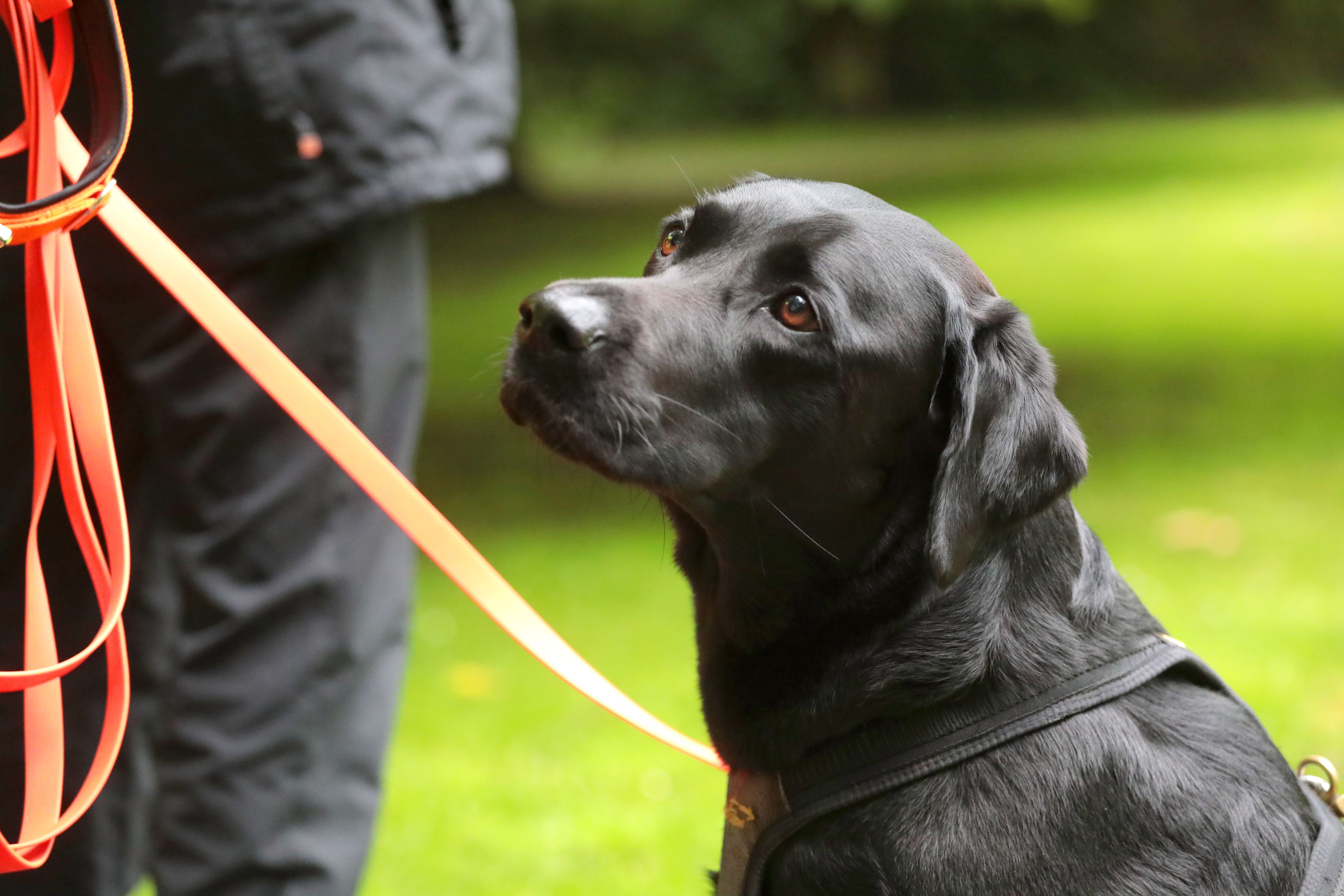 Pankow: Kostenlose Hundetrainings im Mauerpark – das sind die Termine